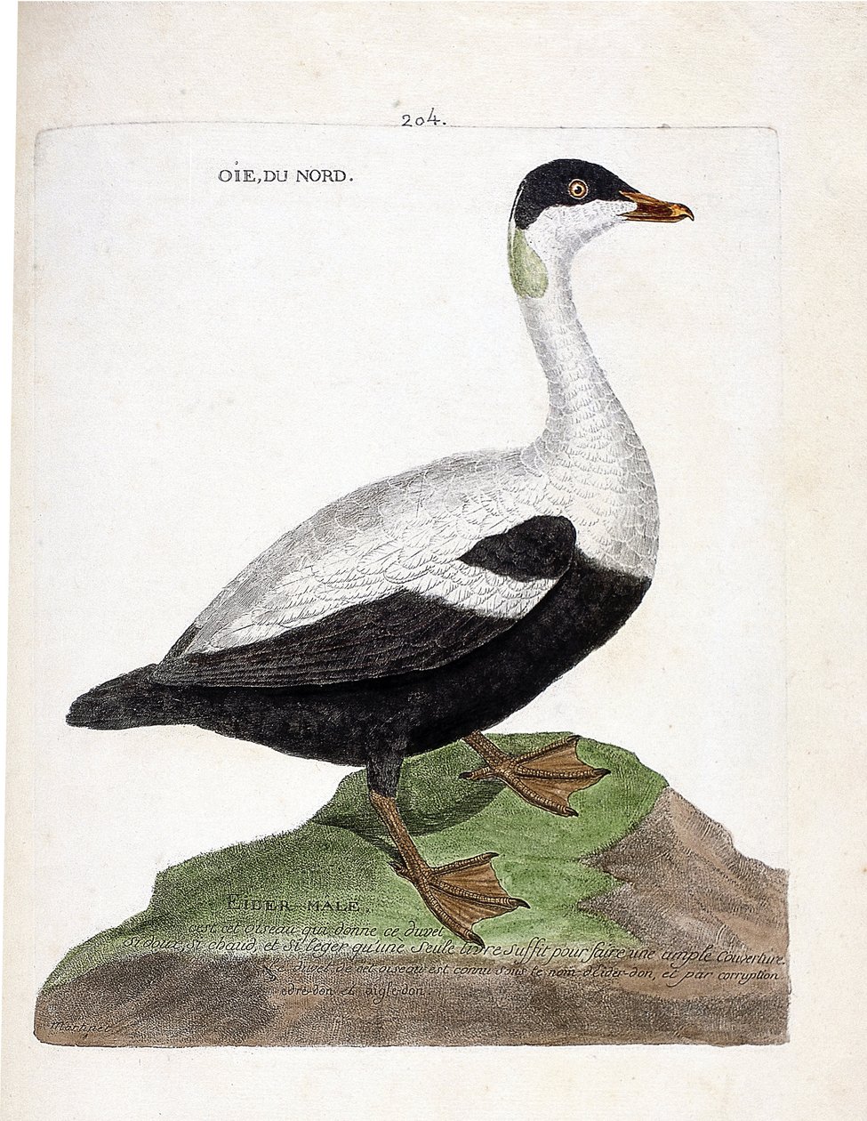 Zoologická mapa (ornitologie): Husa severní nebo kajka mal (Eider a peřina nebo somateria mollissima). Ilustrace v „Dějiny ptáků, malované v jejich vzhledu a citlivých aspektech“ od Francoise Nicolase Martineta (1731-1800). Soukromá sbírka. od Francois Nicolas Martinet