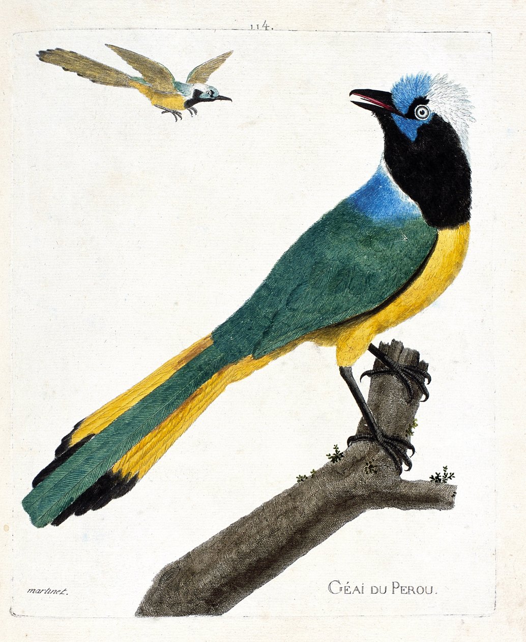 Zoologická mapa (ornitologie): Sojka perouská (zelená sojka nebo cyanocorax yncas) na větvi. Ilustrace v „Dějiny ptáků, malované v jejich vzhledu a citlivých aspektech“ od Francoise Nicolase Martineta (1731-1800). Soukromá sbírka. od Francois Nicolas Martinet