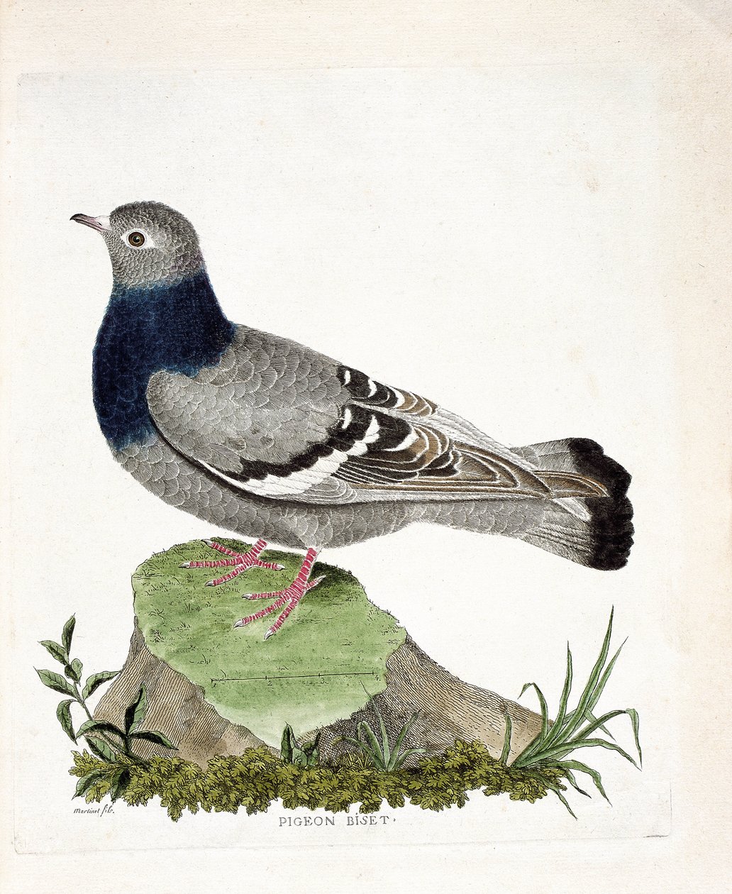 Zoologická mapa (ornitologie): Biset holub (Columbia livia). Ilustrace v „Dějiny ptáků, malované v jejich vzhledu a citlivých aspektech“ od Francoise Nicolase Martineta (1731-1800). Soukromá sbírka. od Francois Nicolas Martinet