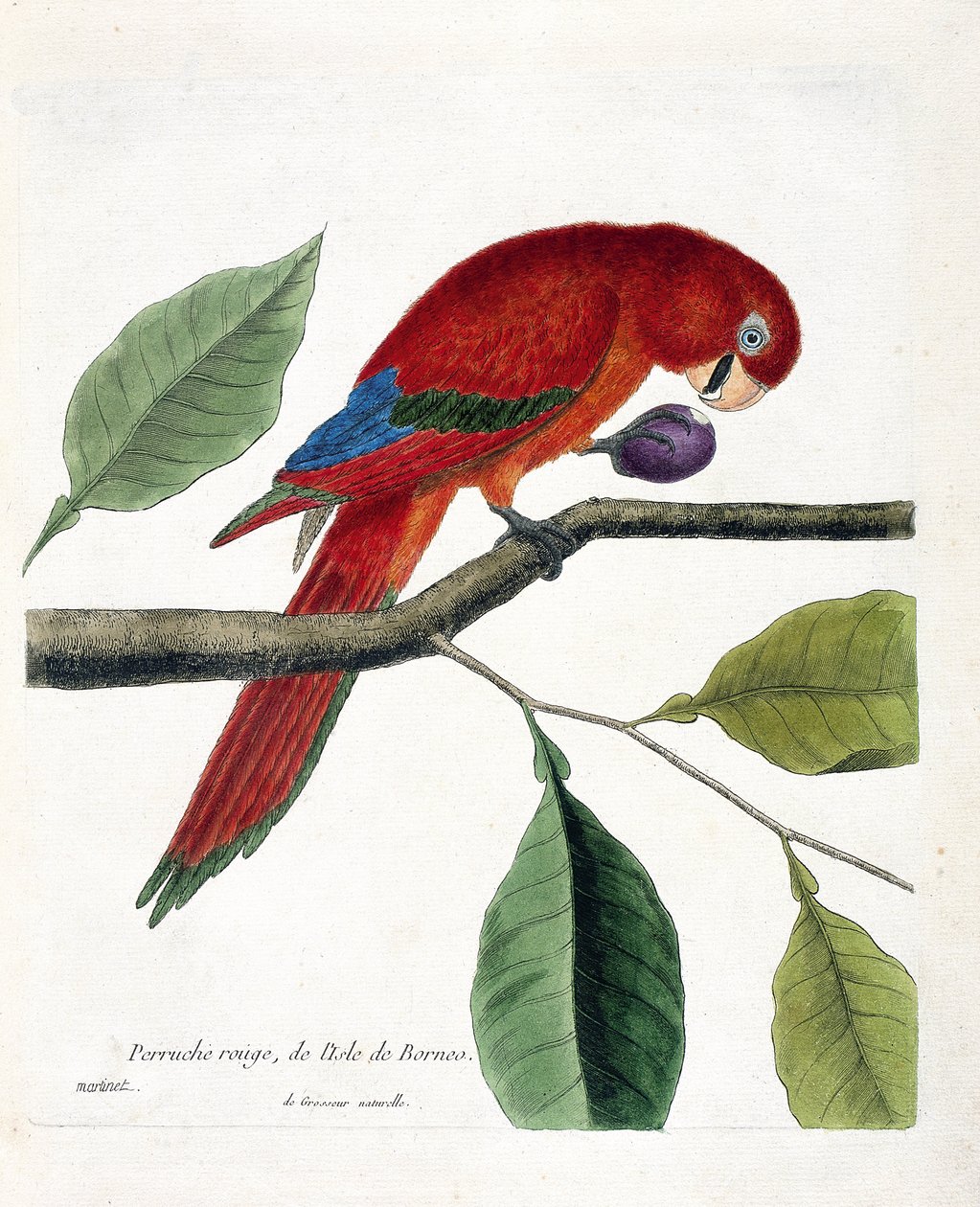 Zoologická mapa (ornitologie): Andulka červená z ostrova Borneo (Electus roratus nebo eclectus roratus). Ilustrace v „Dějiny ptáků, malované v jejich vzhledu a citlivých aspektech“ od Francoise Nicolase Martineta (1731-1800). Soukromá kol od Francois Nicolas Martinet
