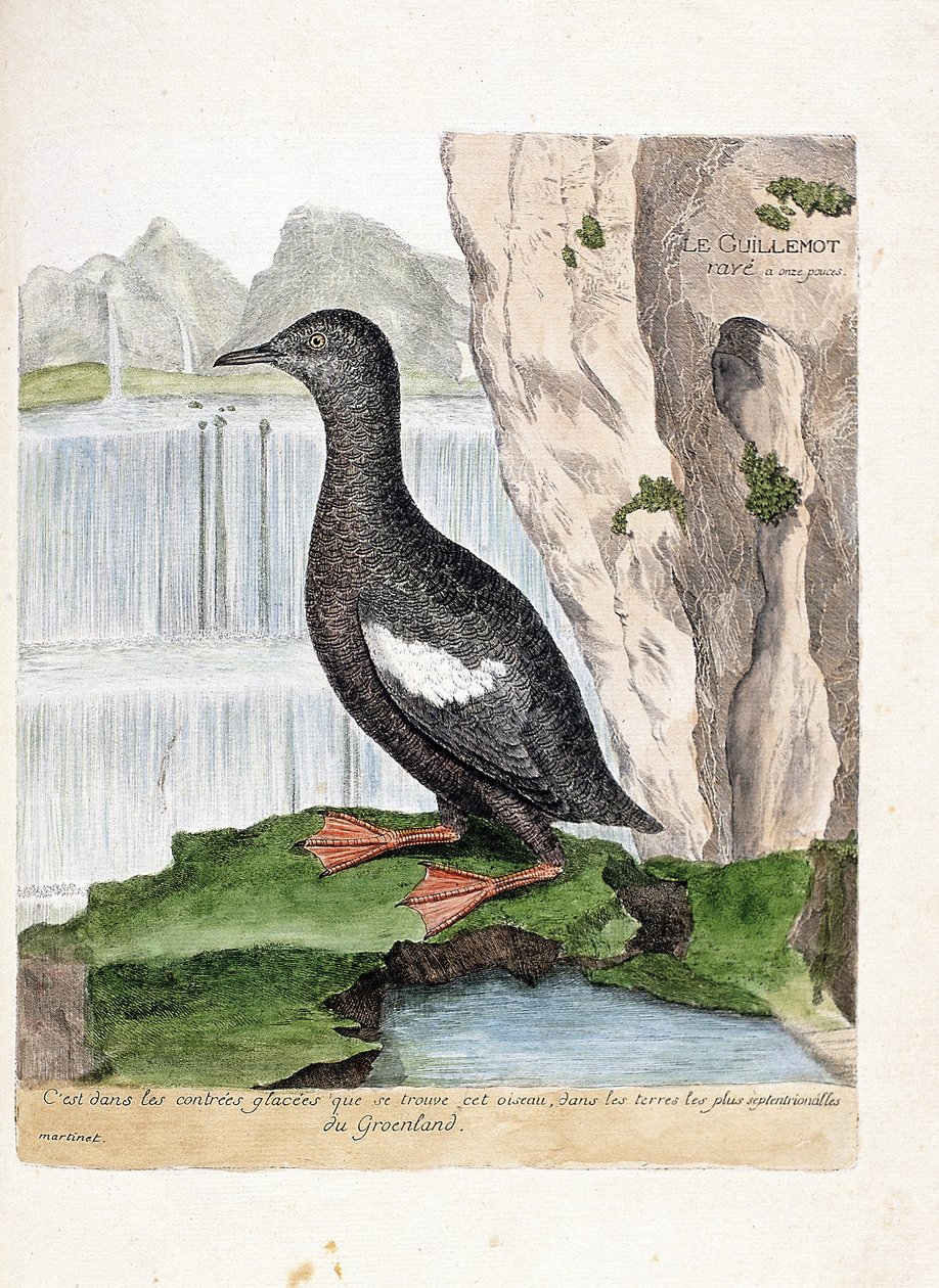 Zoologická mapa (ornitologie): Murrelet pruhovaný (mřížka Mirrelet nebo Cepphus). Ilustrace v „Dějiny ptáků, malované v jejich vzhledu a citlivých aspektech“ od Francoise Nicolase Martineta (1731-1800). Soukromá sbírka. od Francois Nicolas Martinet