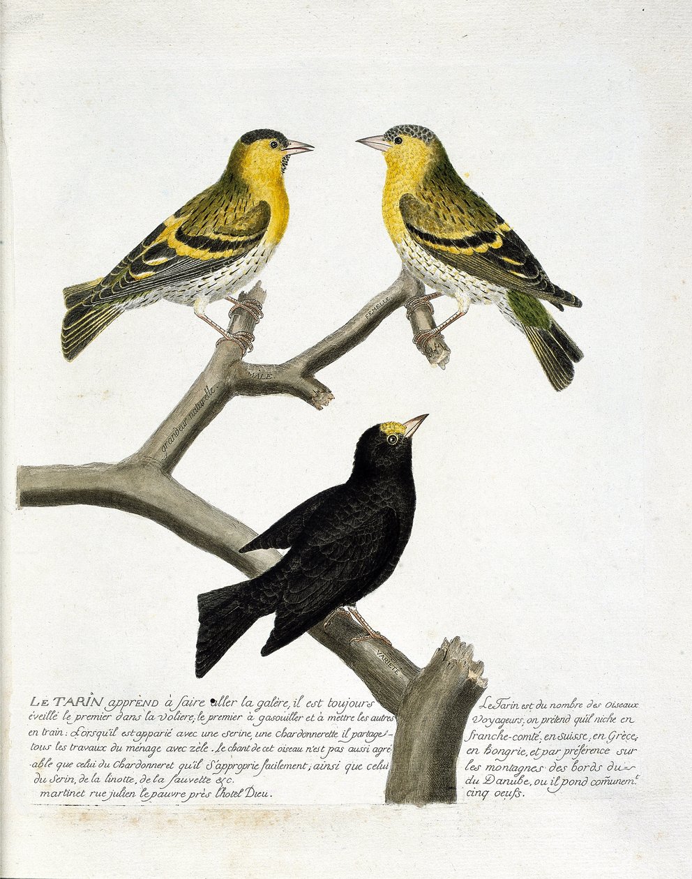 Zoologická mapa (ornitologie): Tarin (tarin olšový nebo carduelis spinus). Vlevo nahoře: muž, vpravo: žena. Dole: další odrůda. Ilustrace v „Dějiny ptáků, malované v jejich vzhledových a citlivých aspektech“ od Francoise Nicolase Martineta (1731 od Francois Nicolas Martinet