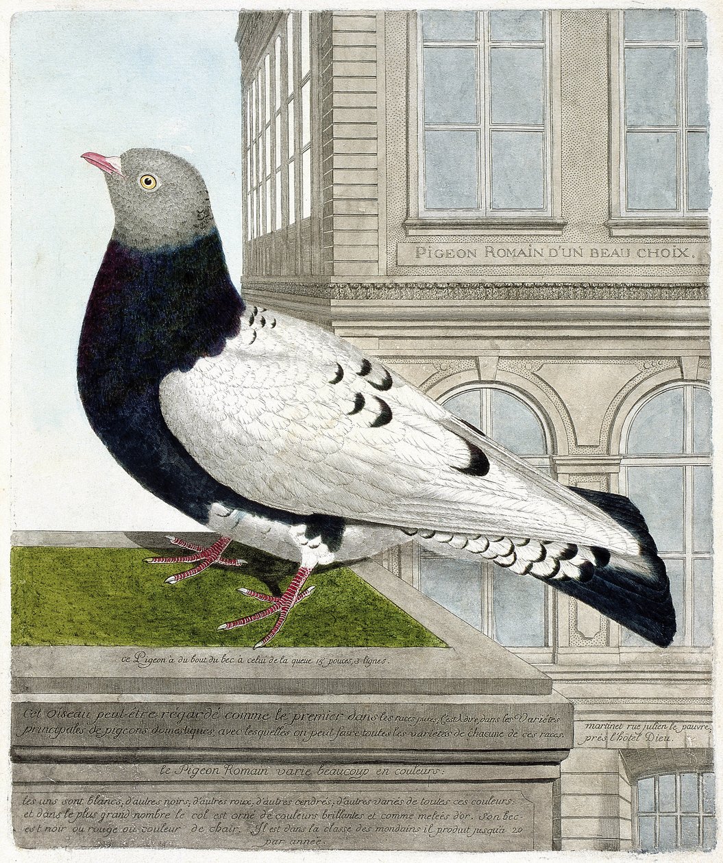 Zoologická mapa (ornitologie): Holub římský (columba livia). Ilustrace v „Dějiny ptáků, malované v jejich vzhledu a citlivých aspektech“ od Francoise Nicolase Martineta (1731-1800). Soukromá sbírka. od Francois Nicolas Martinet