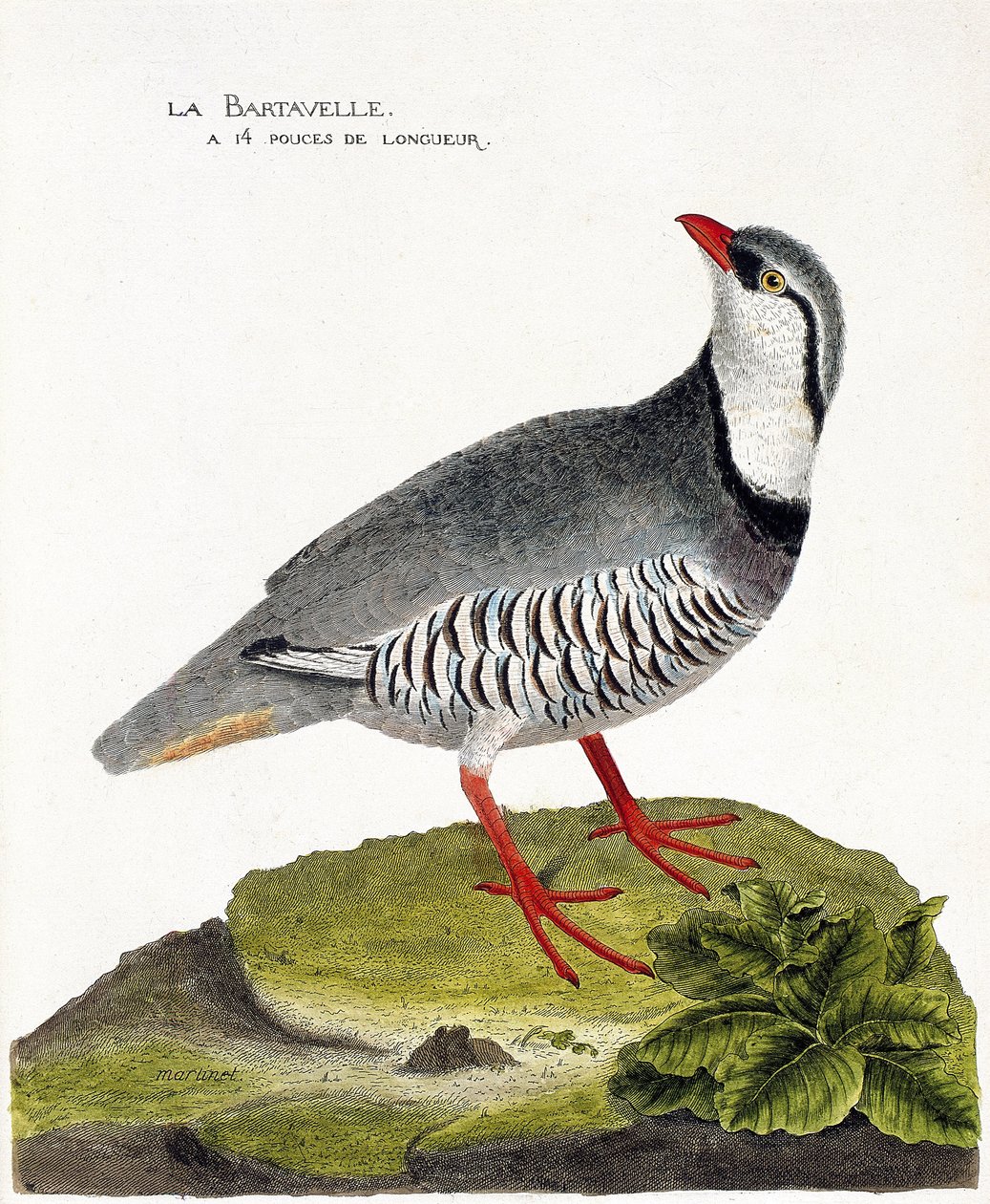 Zoologická mapa (ornitologie): Bartavelle (koroptev bartavelle nebo Alectoris graeca). Ilustrace v „Dějiny ptáků, malované v jejich vzhledu a citlivých aspektech“ od Francoise Nicolase Martineta (1731-1800). Soukromá sbírka. od Francois Nicolas Martinet