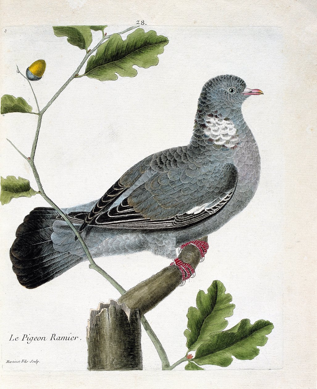 Zoologická mapa (ornitologie): Holub větvený (columba palumbus) na větvi. Ilustrace v „Dějiny ptáků, malované v jejich vzhledu a citlivých aspektech“ od Francoise Nicolase Martineta (1731-1800). Soukromá sbírka. od Francois Nicolas Martinet