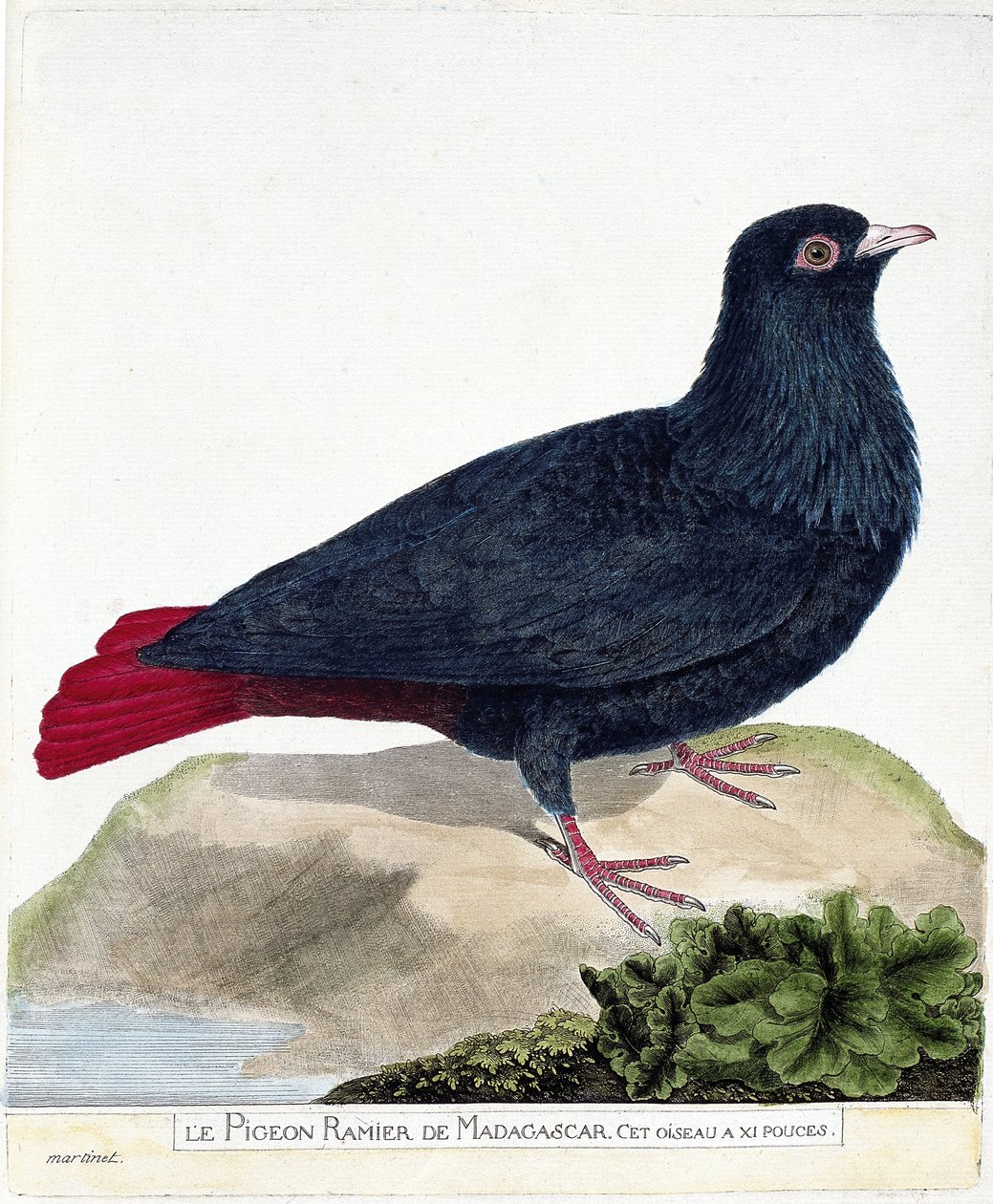 Zoologická mapa (ornitologie): Větvený holub z Madagaskaru (Blue Founingo nebo alectroenas madagascariensis). Ilustrace v „Dějiny ptáků, malované v jejich vzhledu a citlivých aspektech“ od Francoise Nicolase Martineta (1731-1800). privát od Francois Nicolas Martinet