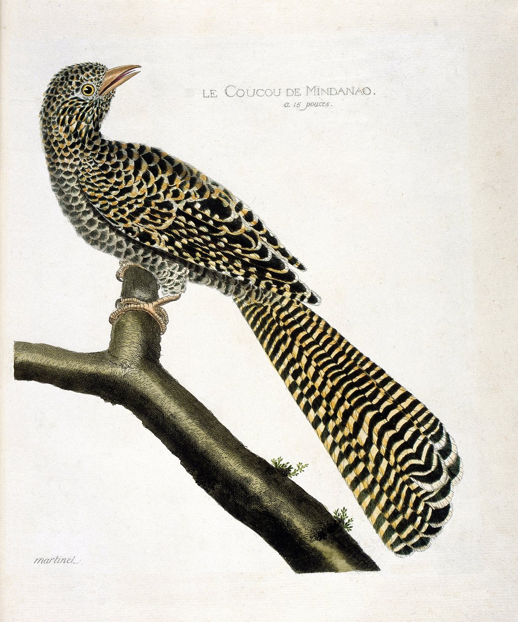 Zoologická mapa (ornitologie): Kukačka Mindanao (kukačka koel nebo Eudynamys scolopacea) na větvi. Ilustrace v „Dějiny ptáků, malované v jejich vzhledu a citlivých aspektech“ od Francoise Nicolase Martineta (1731-1800). Soukromá sbírka od Francois Nicolas Martinet