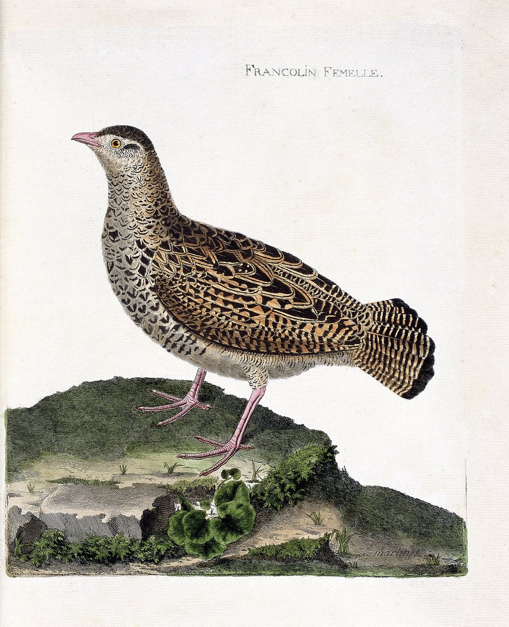 Zoologická mapa (ornitologie): Samice frankolínka (francolin noir nebo francolinus francolinus). Ilustrace v „Dějiny ptáků, malované v jejich vzhledu a citlivých aspektech“ od Francoise Nicolase Martineta (1731-1800). Soukromá sbírka. od Francois Nicolas Martinet