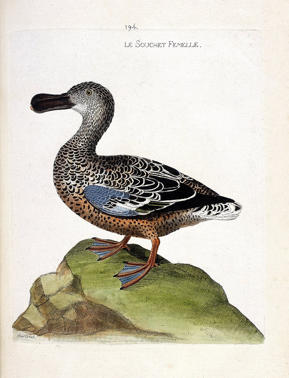 Zoologická mapa (ornitologie): Samičí kmen (kachna nebo anas clypeata). Ilustrace v „Dějiny ptáků, malované v jejich vzhledu a citlivých aspektech“ od Francoise Nicolase Martineta (1731-1800). Soukromá sbírka. od Francois Nicolas Martinet