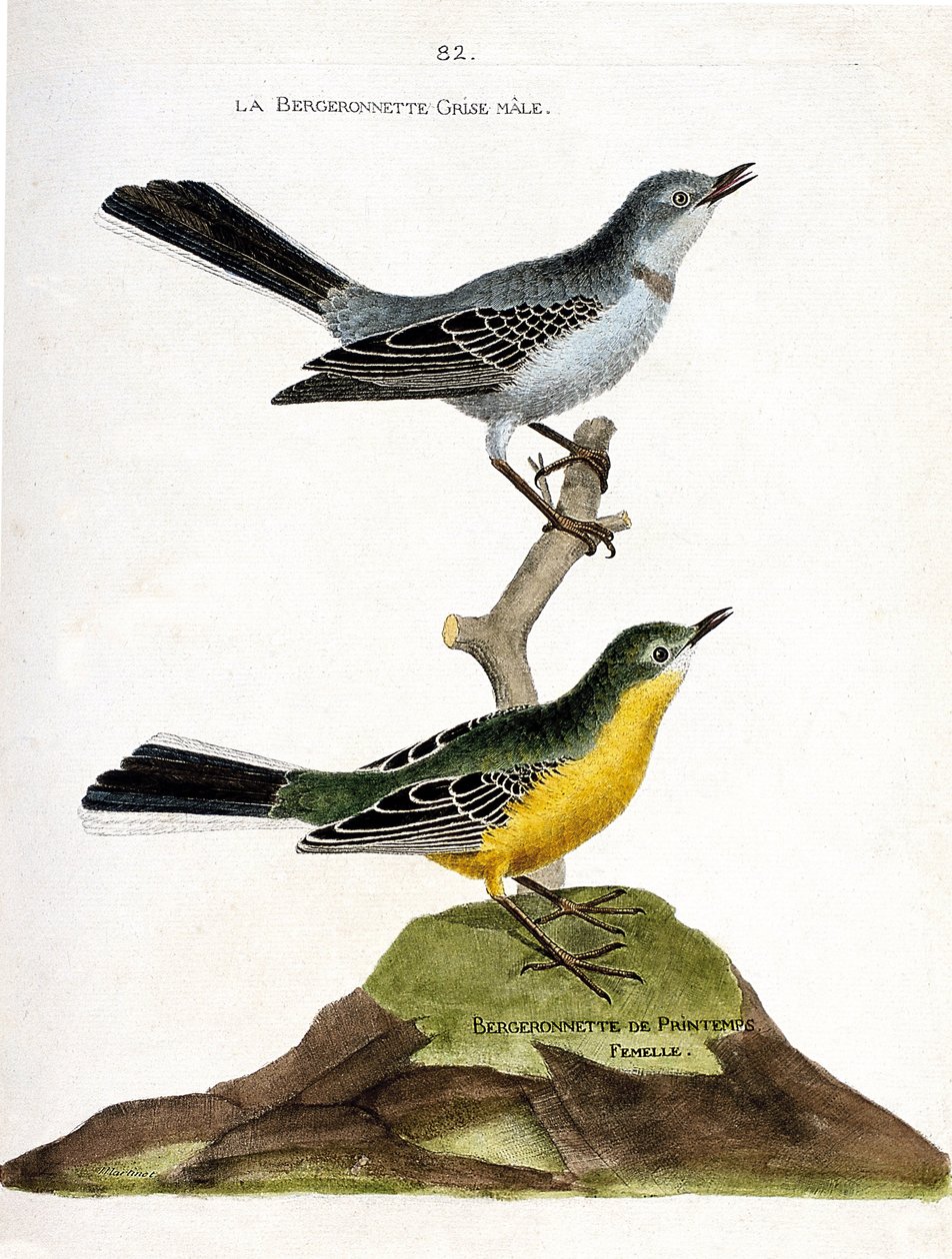 Zoologická mapa (ornitologie): Samec bergeroneta šedého (Motacilla alba) na větvi a samice ovčáka jarního (Motacilla flava). Ilustrace v „Dějiny ptáků, malované v jejich vzhledových a citlivých aspektech“ od Francoise Nicolase Martina od Francois Nicolas Martinet