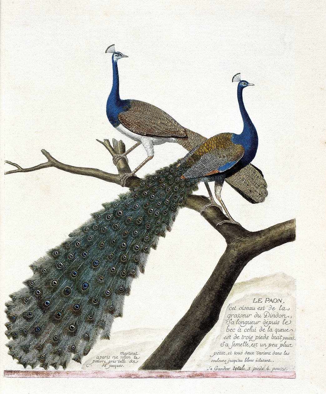 Zoologická mapa (ornitologie): Páv (modrý páv nebo pavo cristatus). Ilustrace v „Dějiny ptáků, malované v jejich vzhledu a citlivých aspektech“ od Francoise Nicolase Martineta (1731-1800). Soukromá sbírka. od Francois Nicolas Martinet