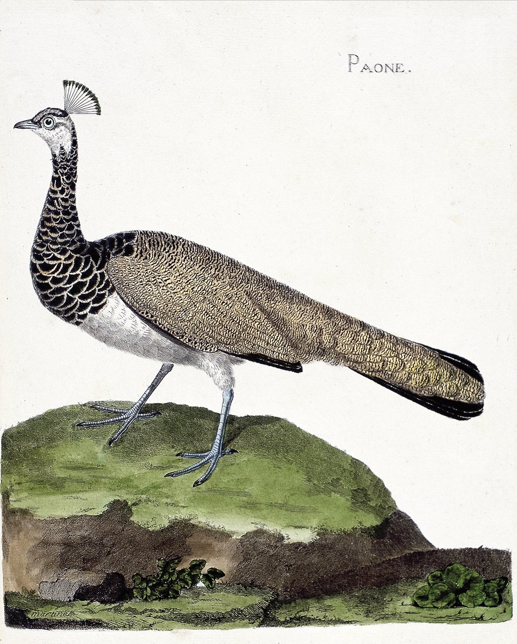 Zoologická mapa (ornitologie): Páv (modrý páv nebo pavo cristatus). Ilustrace v „Dějiny ptáků, malované v jejich vzhledu a citlivých aspektech“ od Francoise Nicolase Martineta (1731-1800). Soukromá sbírka. od Francois Nicolas Martinet