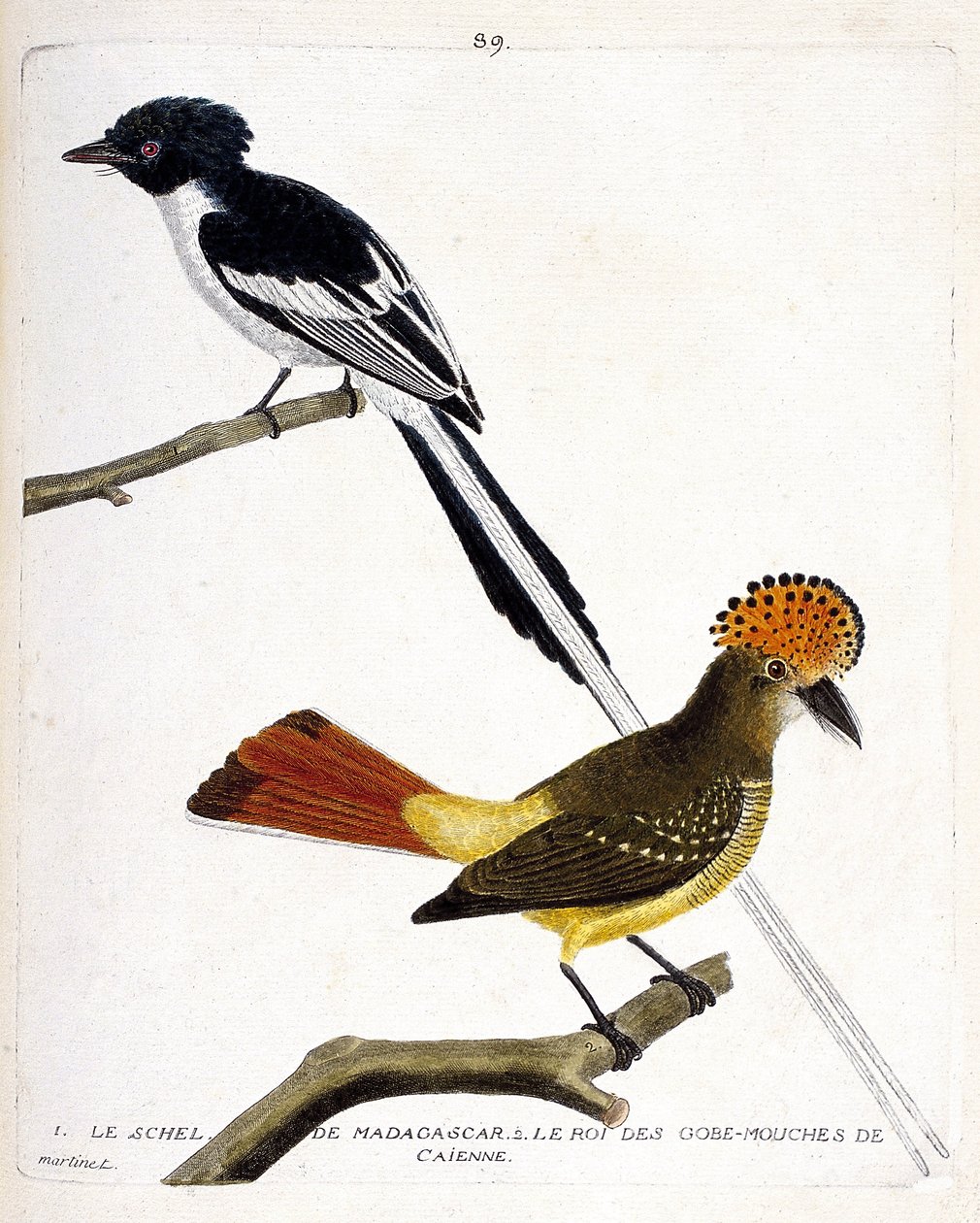 Zoologická mapa (ornitologie). Nahoře: Madagaskar schel (chitrec malagasy nebo terpsiphone mutata). Nízký rok: Král mouchy (gobemouche nebo mucholapka) z Caienne (muchavka korunková nebo onychorhynchus coronatus). Ilustrace v „Historie ptáků, Pai od Francois Nicolas Martinet