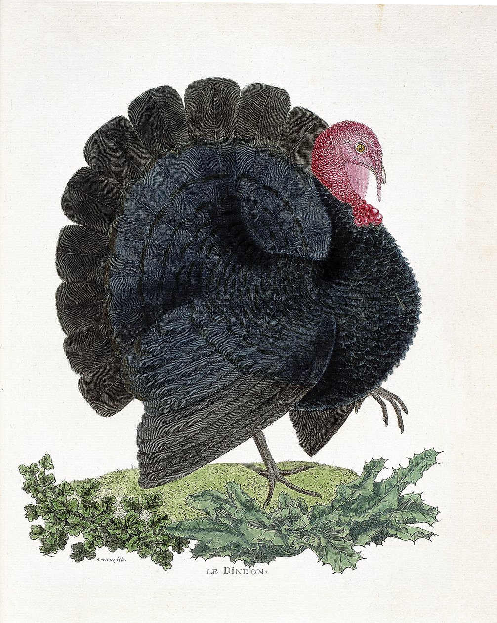 Zoologická mapa (ornitologie): Turecko (krocan domácí nebo Melaeagris gallopavo). Ilustrace v „Dějiny ptáků, malované v jejich vzhledu a citlivých aspektech“ od Francoise Nicolase Martineta (1731-1800) (rytina) od Francois Nicolas Martinet