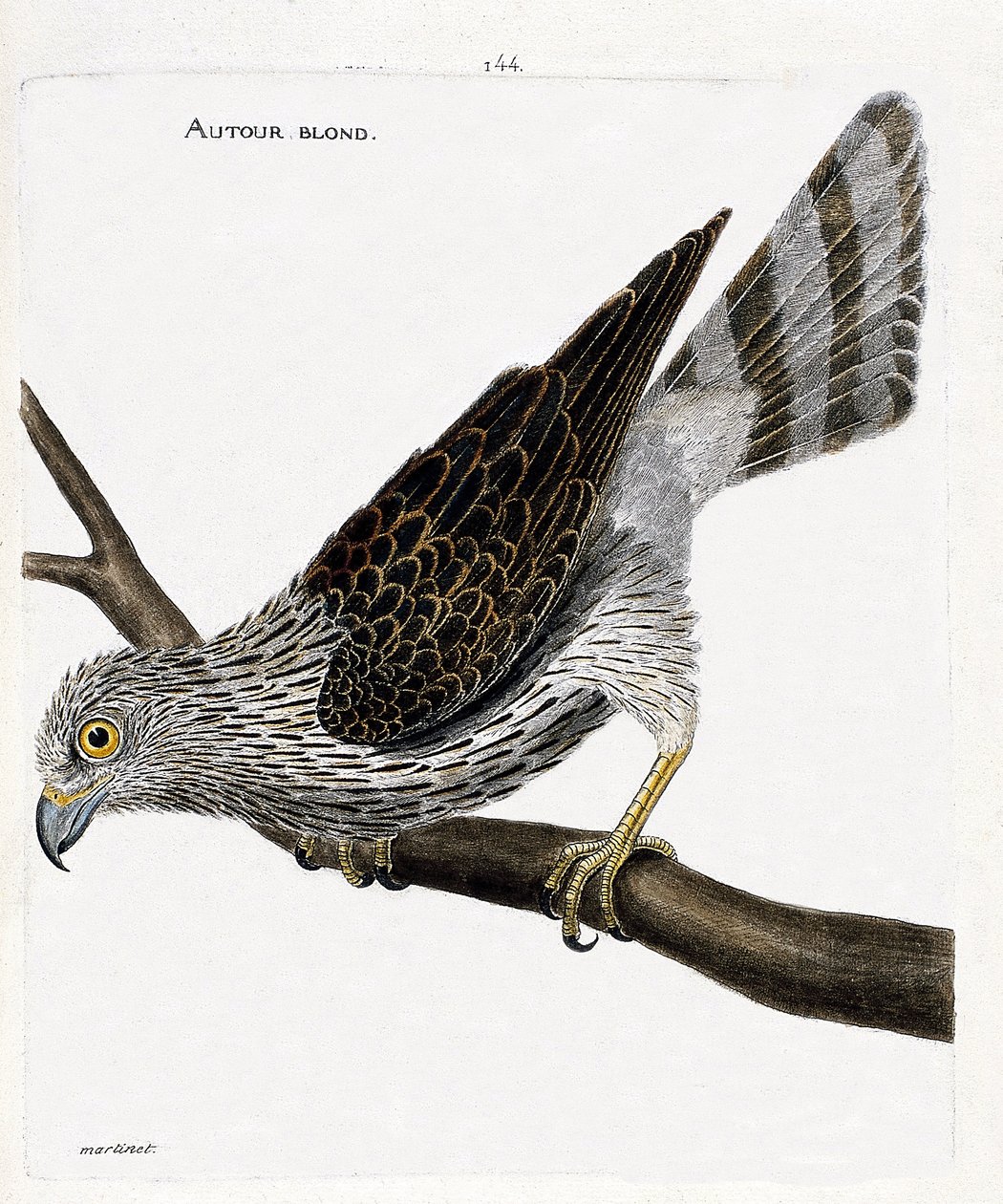 Zoologická mapa (ornitologie): kolem plavé (kolem jestřábů nebo accipiter gentilis) na větvi. Ilustrace v „Dějiny ptáků, malované v jejich vzhledu a citlivých aspektech“ od Francoise Nicolase Martineta (1731-1800). Soukromá sbírka. od Francois Nicolas Martinet