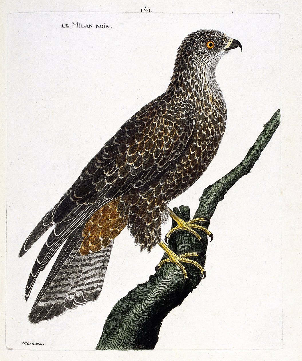Zoologická mapa (ornitologie): černý milvus migrans na větvi. Ilustrace v „Dějiny ptáků, malované v jejich vzhledu a citlivých aspektech“ od Francoise Nicolase Martineta (1731-1800). Soukromá sbírka. od Francois Nicolas Martinet