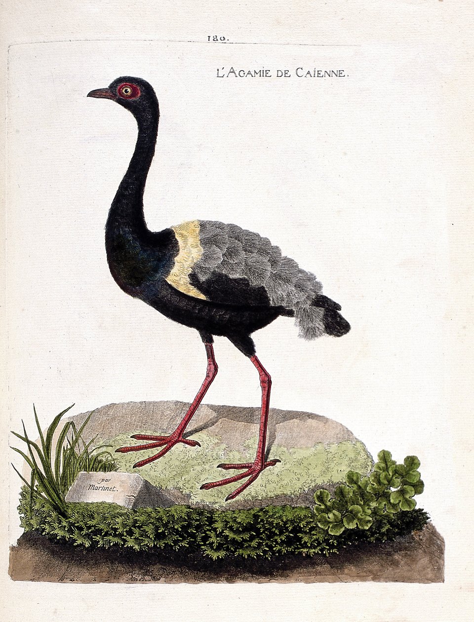 Zoologická mapa (ornitologie): caienne agami (agami trubač nebo psophia crepitans). Ilustrace v „Dějiny ptáků, malované v jejich vzhledu a citlivých aspektech“ od Francoise Nicolase Martineta (1731-1800). Soukromá sbírka. od Francois Nicolas Martinet