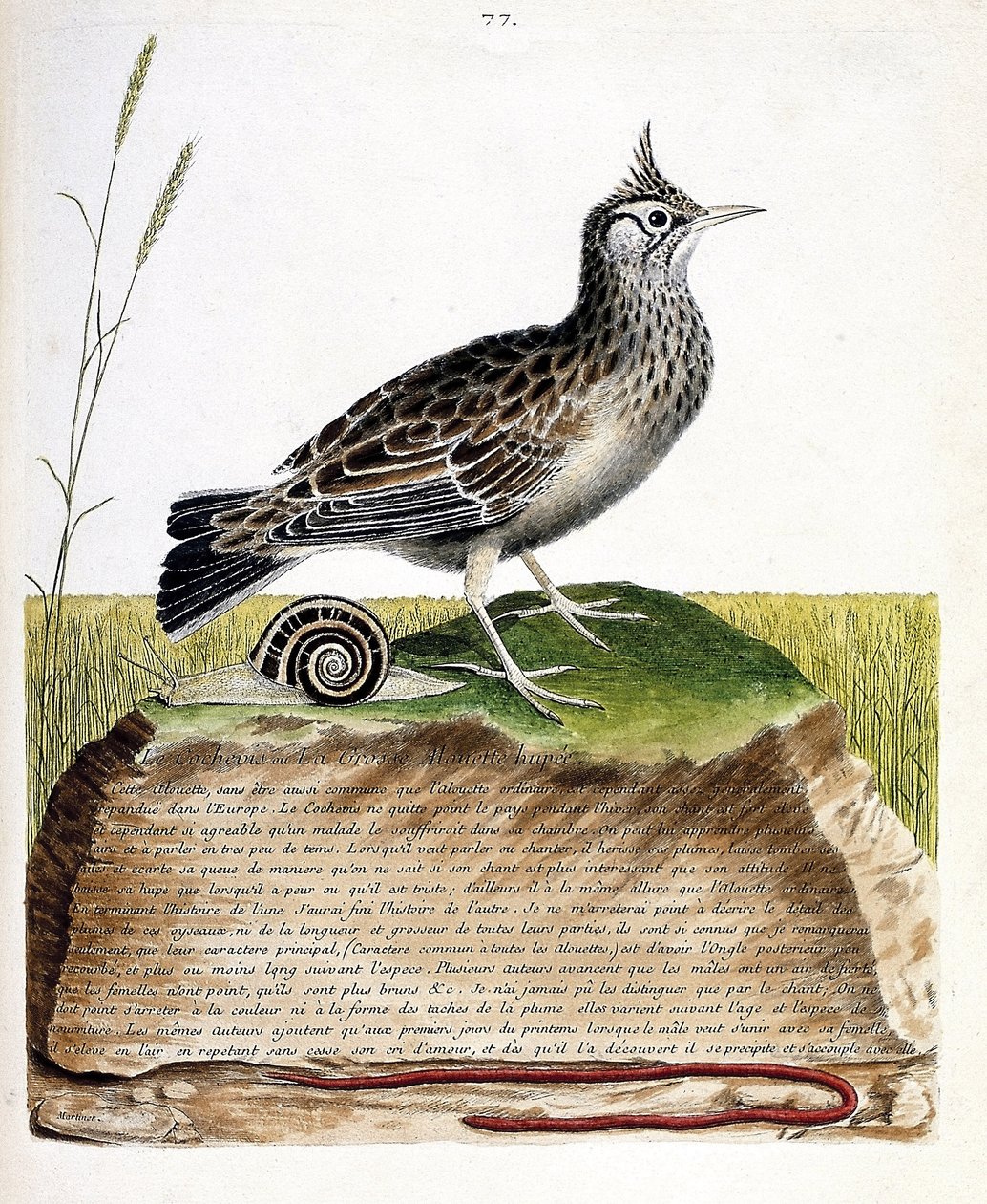 Zoologická mapa (ornitologie): cochevis (cochevis huppe nebo Galerida cristata). Ilustrace v „Dějiny ptáků, malované v jejich vzhledu a citlivých aspektech“ od Francoise Nicolase Martineta (1731-1800). Soukromá sbírka. od Francois Nicolas Martinet