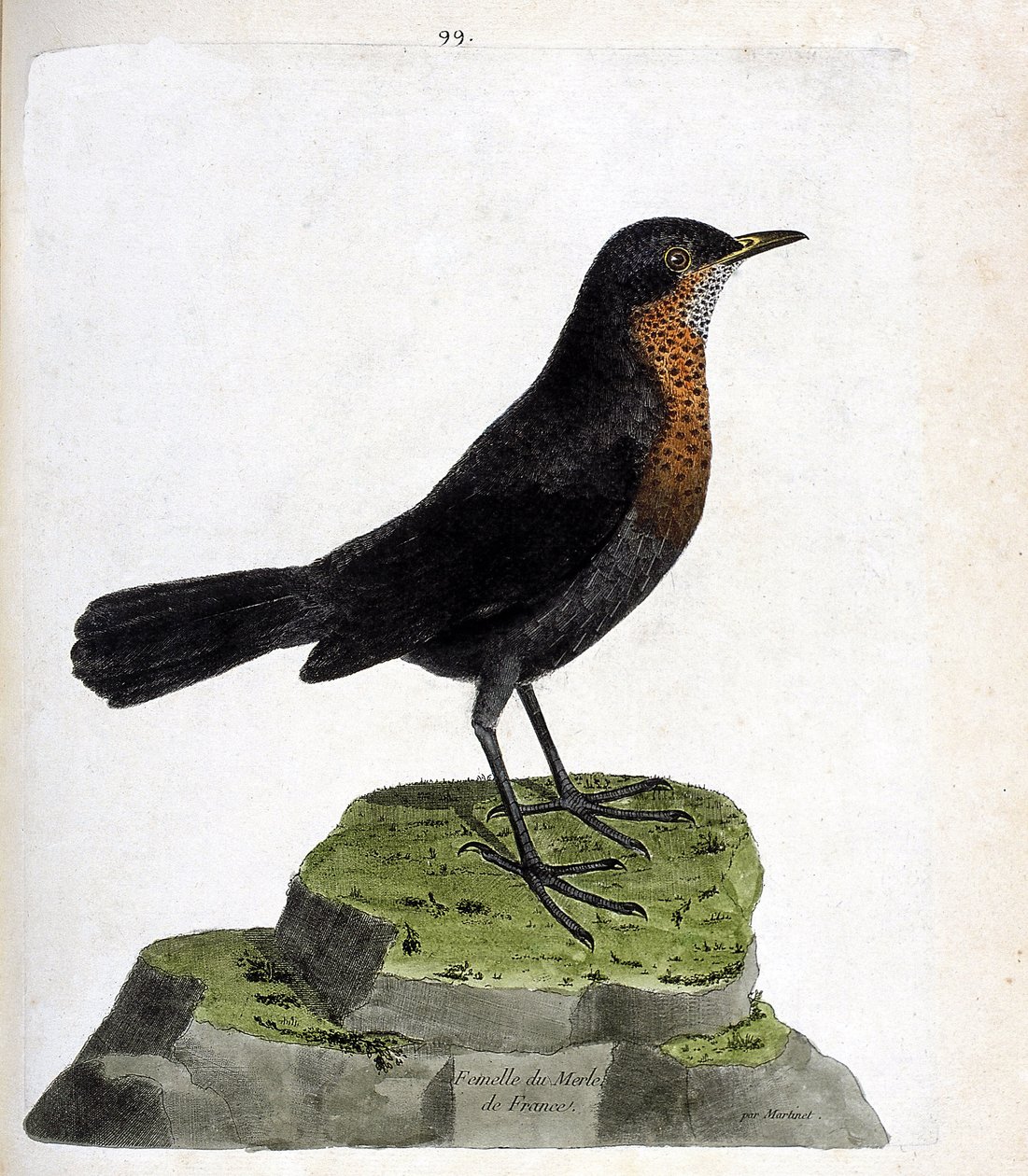 Zoologická mapa (ornitologie): samice kosa černého (kos černý nebo turdus merula). Ilustrace v „Dějiny ptáků, malované v jejich vzhledu a citlivých aspektech“ od Francoise Nicolase Martineta (1731-1800). Soukromá sbírka. od Francois Nicolas Martinet