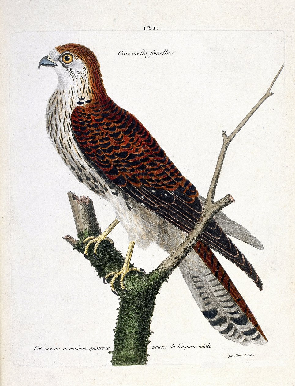 Zoologická mapa (ornitologie): samice řeřicha obecného (jestřáb obecný nebo falco tinnunculus) na větvi. Ilustrace v „Dějiny ptáků, malované v jejich vzhledu a citlivých aspektech“ od Francoise Nicolase Martineta (1731-1800). Soukromá sbírka. od Francois Nicolas Martinet