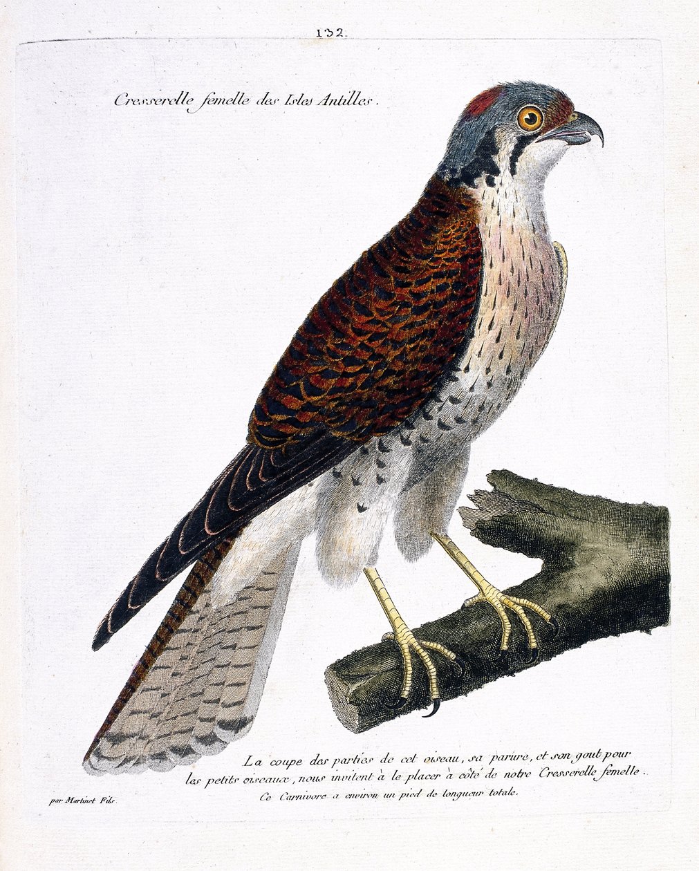 Zoologická mapa (ornitologie): samice řeřichy karibských ostrovů (americká crecerella nebo falco sparverius) na větvi. Ilustrace v „Dějiny ptáků, malované v jejich vzhledu a citlivých aspektech“ od Francoise Nicolase Martineta (1731-180 od Francois Nicolas Martinet