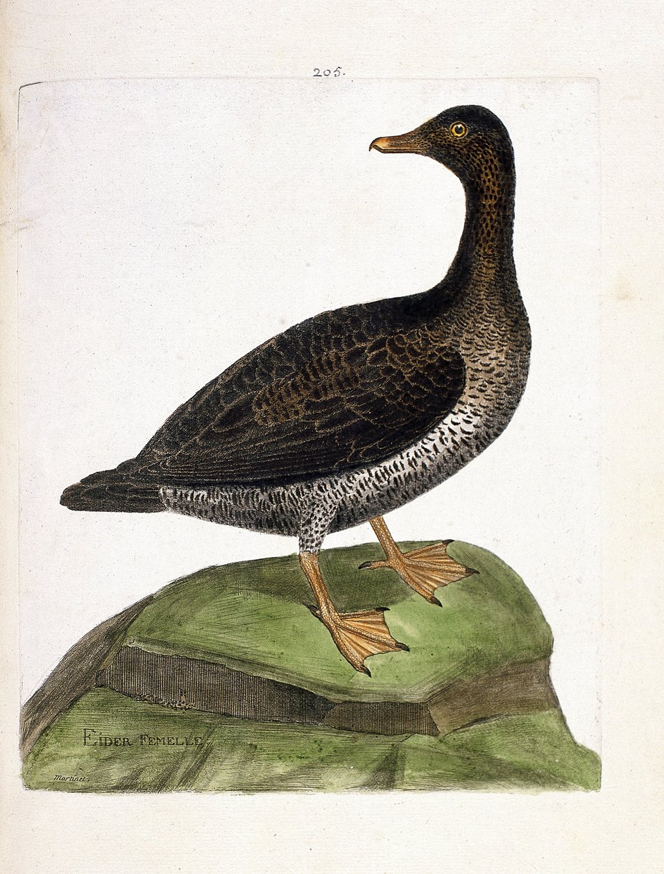 Zoologická mapa (ornitologie): samice kajky mořské (kajka chmýří nebo somateria mollissima). Ilustrace v „Dějiny ptáků, malované v jejich vzhledu a citlivých aspektech“ od Francoise Nicolase Martineta (1731-1800). Soukromá sbírka. od Francois Nicolas Martinet