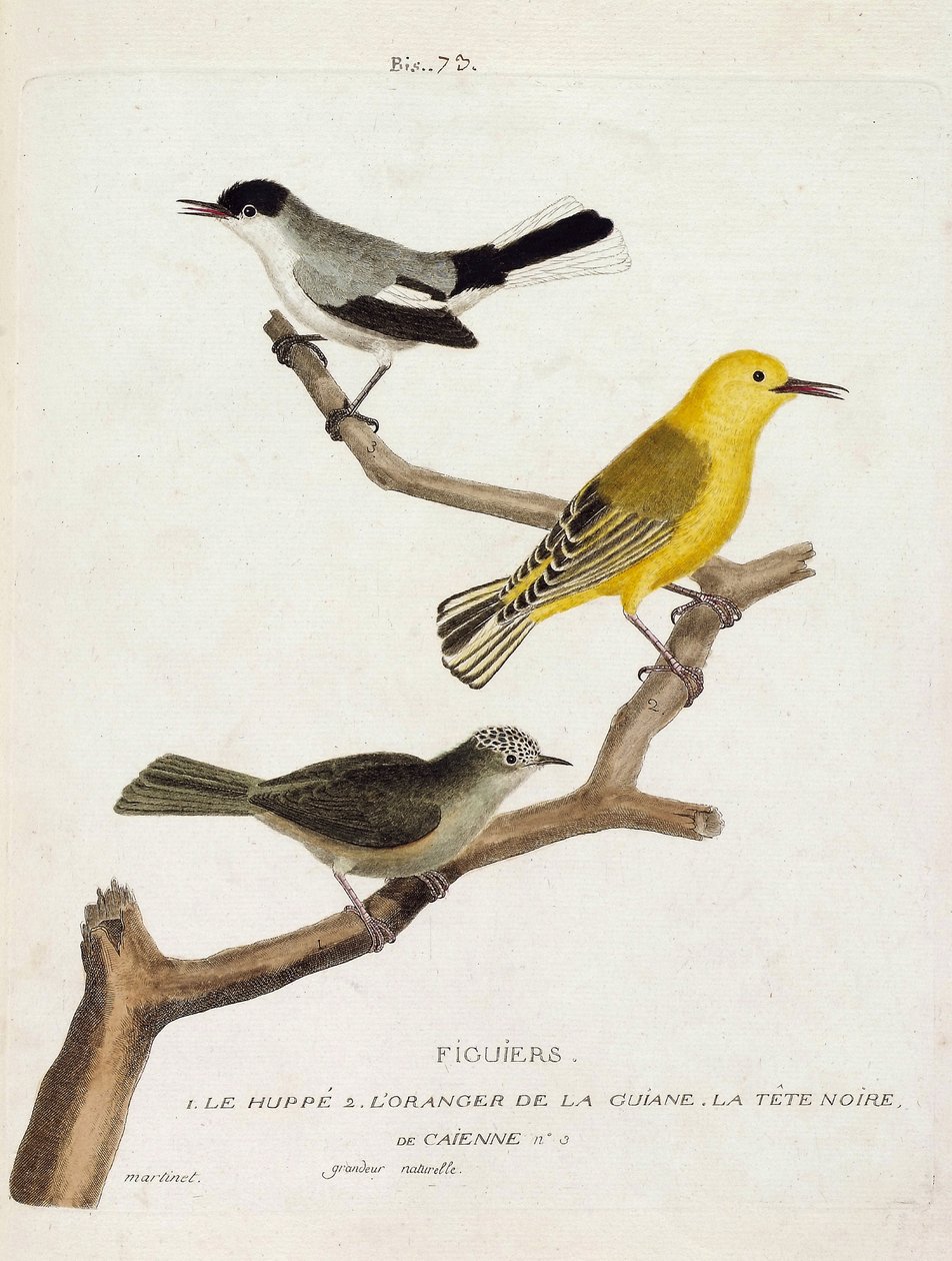 Zoologická mapa (ornitologie): fíkovníky. Zezdola nahoru: dudek (california gobemoucheron nebo polioptila california), pomeranč z guiana (pěnice pomerančová nebo protonotaria citrea) a černá hlava Caienne (tropický gobemoucheron nebo poliopt od Francois Nicolas Martinet