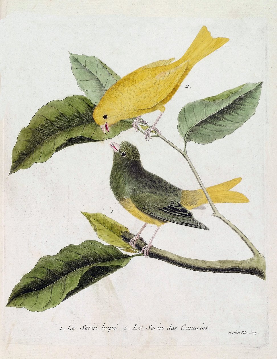 Zoologická mapa (ornitologie): zdola nahoru: serin hupe (serin des canaries nebo serinus canaria) a serin des canaries na větvi. Ilustrace v „Dějiny ptáků, malované v jejich vzhledu a citlivých aspektech“ od Francoise Nico od Francois Nicolas Martinet