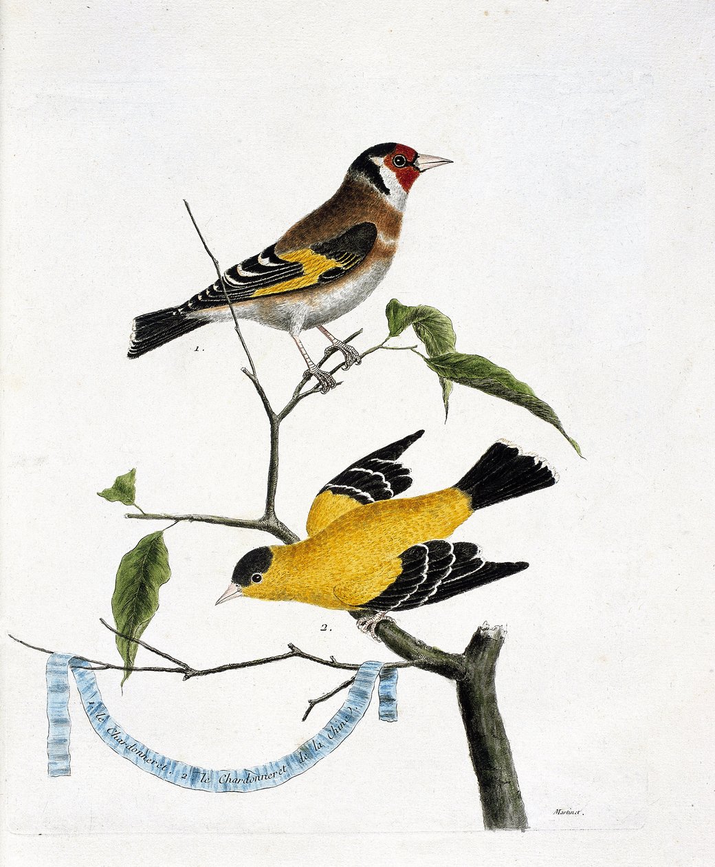 Zoologická mapa (ornitologie): shora dolů: Chardonneret (chardonneret elegant nebo carduelis carduelis) a chardonneret of China (Tarin sad nebo carduelis tristis) na větvi. Ilustrace v „Historie ptáků, malované v jejich appea od Francois Nicolas Martinet