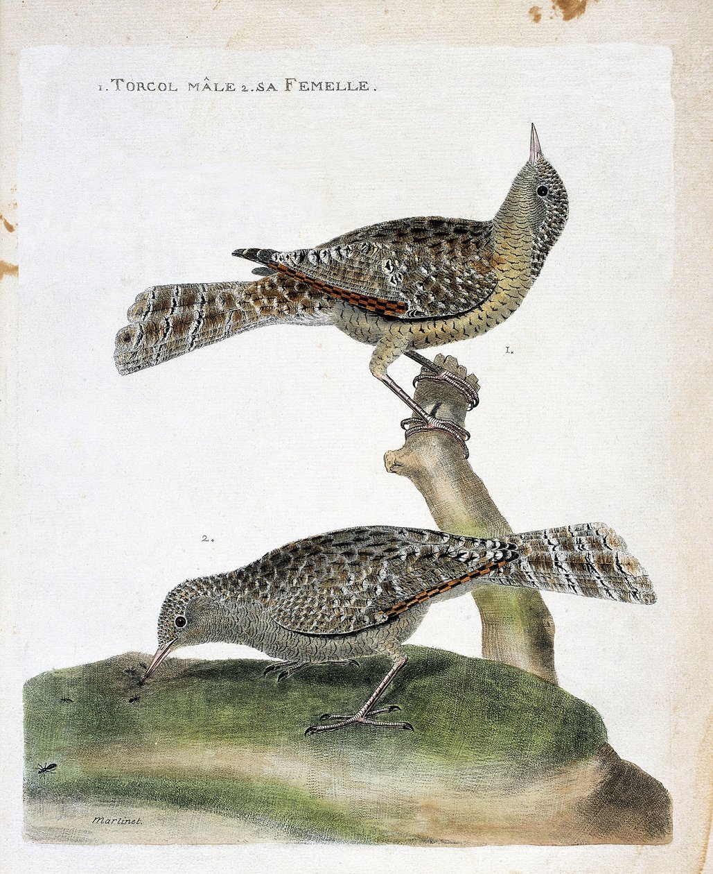 Zoologická mapa (ornitologie): shora dolů: Samec torcol a jeho samice (Torcol Fourmilier nebo Jynx torquilla). Ilustrace v „Dějiny ptáků, malované v jejich vzhledu a citlivých aspektech“ od Francoise Nicolase Martineta (1731-1800). od Francois Nicolas Martinet