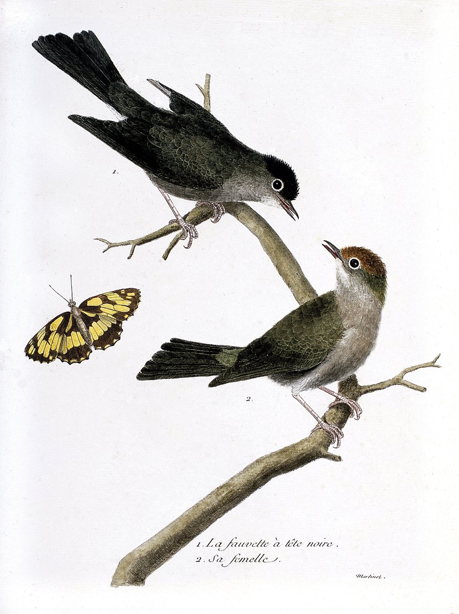 Zoologická mapa (ornitologie): shora dolů: jestřáb černohlavý a jeho samice (Sylvia atricapilla) na větvi. Ilustrace v „Dějiny ptáků, malované v jejich vzhledu a citlivých aspektech“ od Francoise Nicolase Martineta (1731-1800). P od Francois Nicolas Martinet