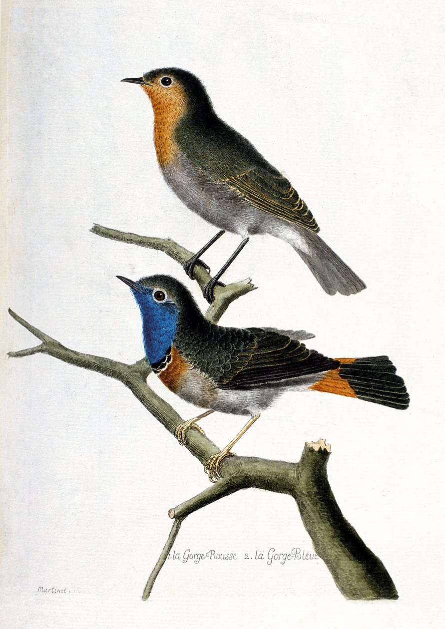 Zoologická mapa (ornitologie): shora dolů: červené hrdlo (červené hrdlo nebo červené hrdlo nebo erithacus rubecula) a modré hrdlo (modré hrdlo nebo luscinia svecica) na větvi. Ilustrace v „Historie ptáků, malovaných v jejich vzhledu a od Francois Nicolas Martinet