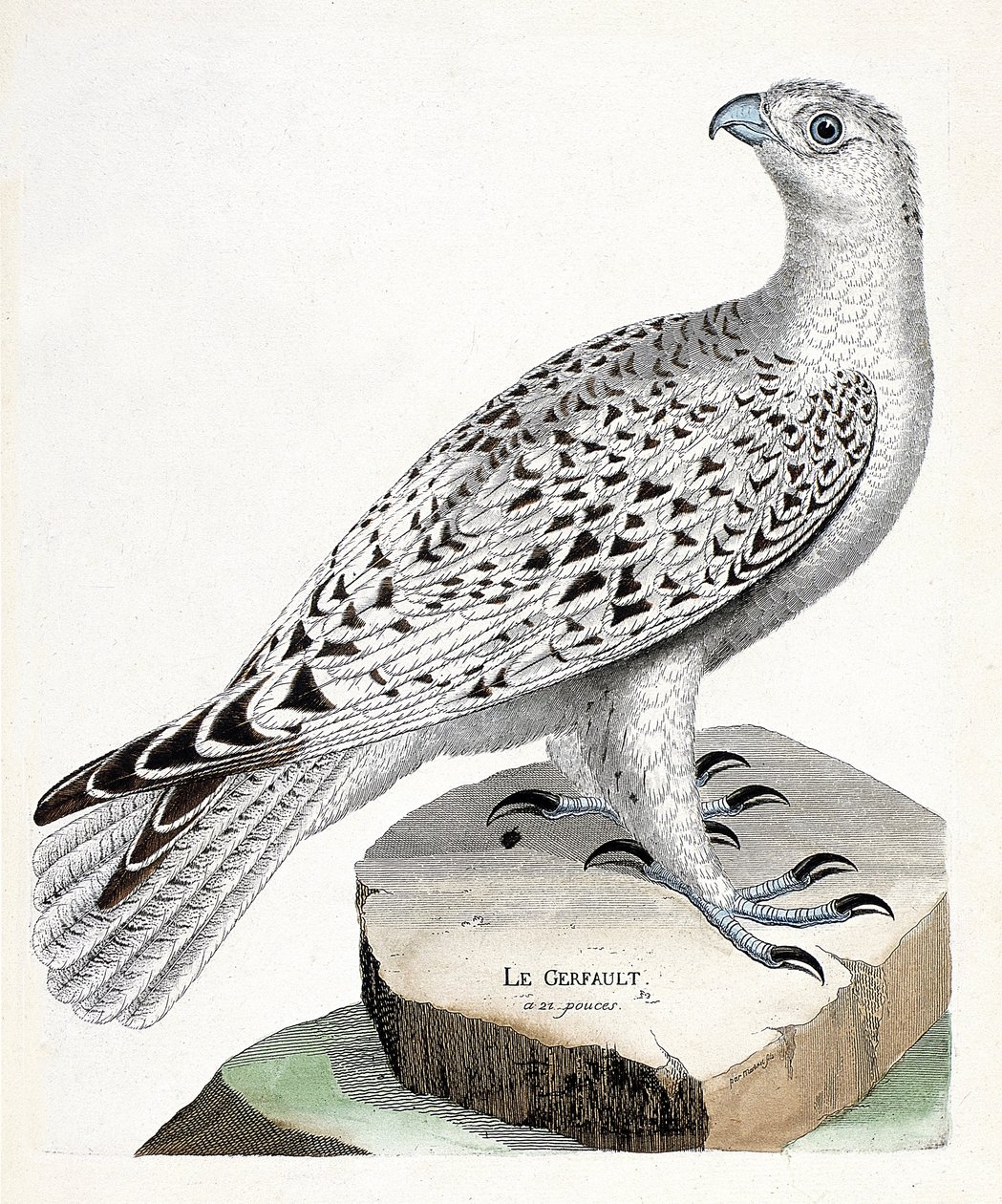 Zoologická mapa (ornitologie): gerfault (gerfaut falcon nebo falco rusticolus). Ilustrace v „Dějiny ptáků, malované v jejich vzhledu a citlivých aspektech“ od Francoise Nicolase Martineta (1731-1800). Soukromá sbírka. od Francois Nicolas Martinet