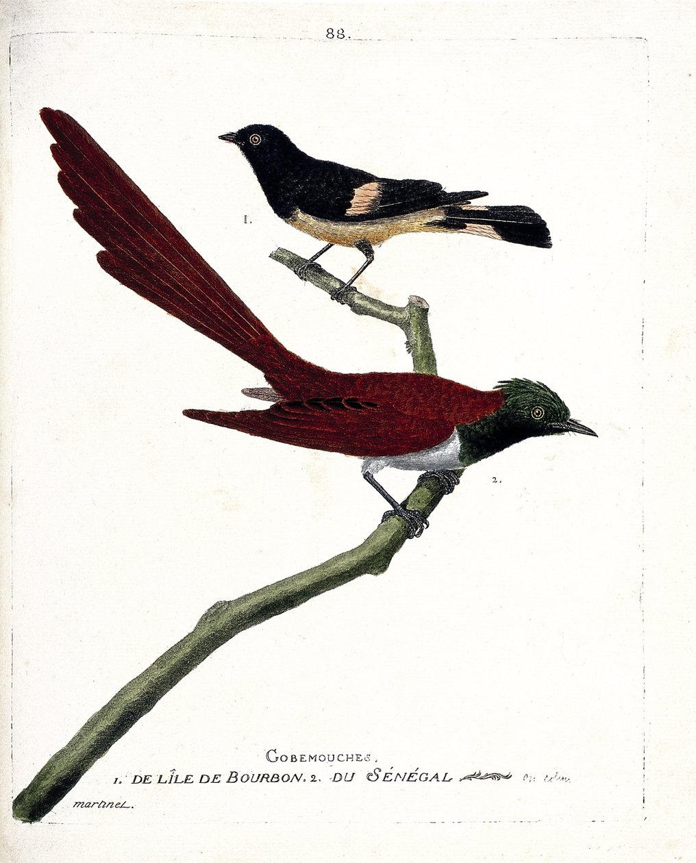 Zoologická mapa (ornitologie): gob-fly (gobemouche) z ostrova bourbon (Shama de Madagascar nebo copsychus albospecularis) a gobe fly ze Senegalu (tchitrec de paradis nebo terpsiphone paradisii). Ilustrace v „Historie ptáků, malované i od Francois Nicolas Martinet