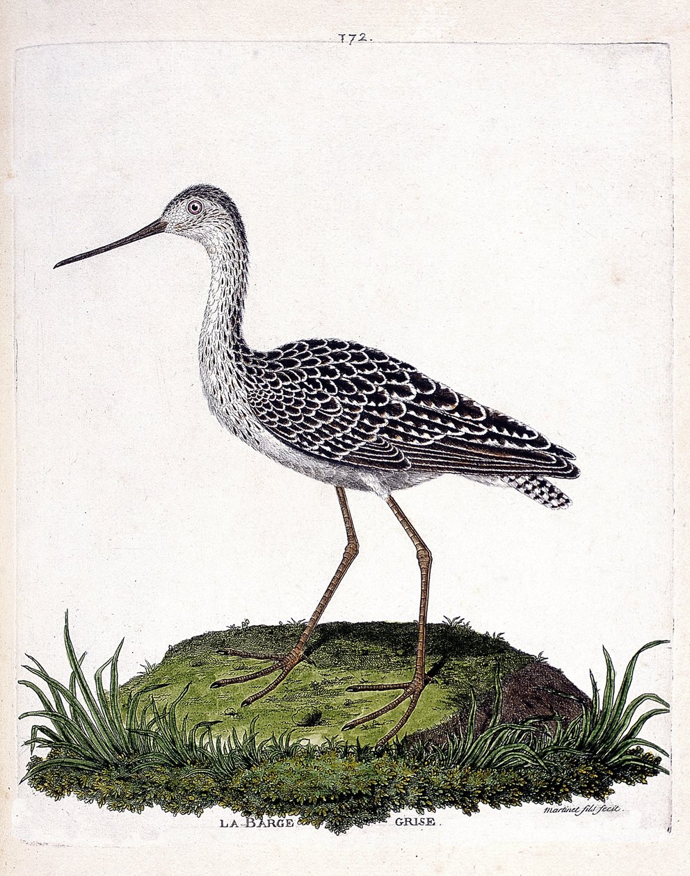 Zoologická mapa (ornitologie): Šedá bárka (červená bárka nebo limosa lapponica). Ilustrace v „Dějiny ptáků, malované v jejich vzhledu a citlivých aspektech“ od Francoise Nicolase Martineta (1731-1800). Soukromá sbírka. od Francois Nicolas Martinet