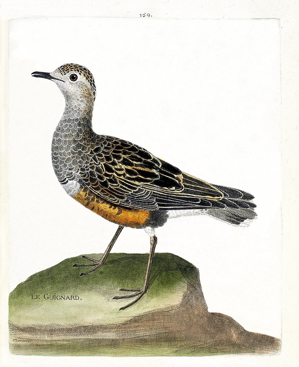 Zoologická mapa (ornitologie): guignard (kulík guignard nebo eudromias morinellus). Ilustrace v „Dějiny ptáků, malované v jejich vzhledu a citlivých aspektech“ od Francoise Nicolase Martineta (1731-1800). Soukromá sbírka. od Francois Nicolas Martinet