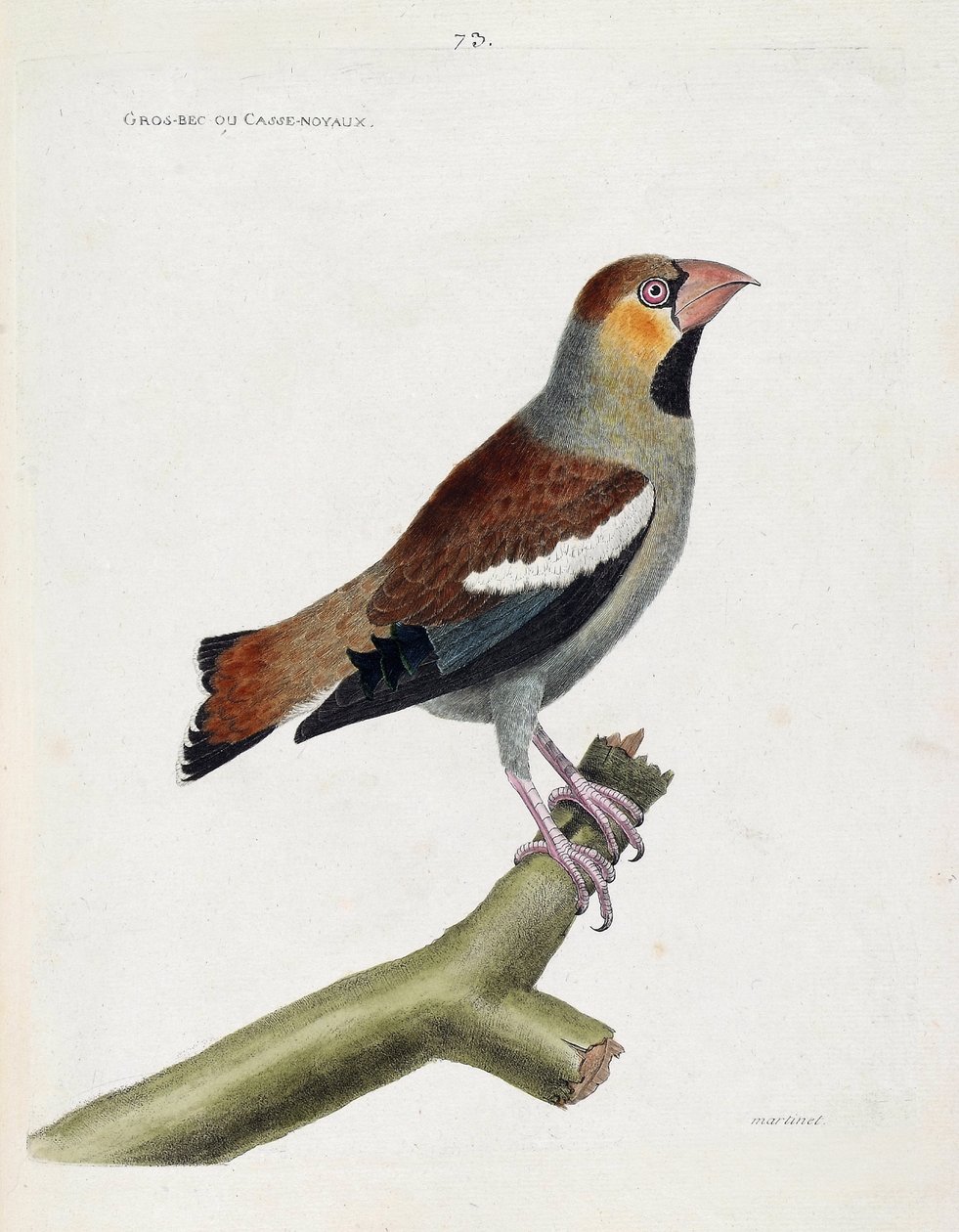 Zoologická mapa (ornitologie): velký zobák (grosbeak) nebo jádra (kokauthrausti) na větvi. Ilustrace v „Dějiny ptáků, malované v jejich vzhledu a citlivých aspektech“ od Francoise Nicolase Martineta (1731-1800). Soukromá sbírka. od Francois Nicolas Martinet