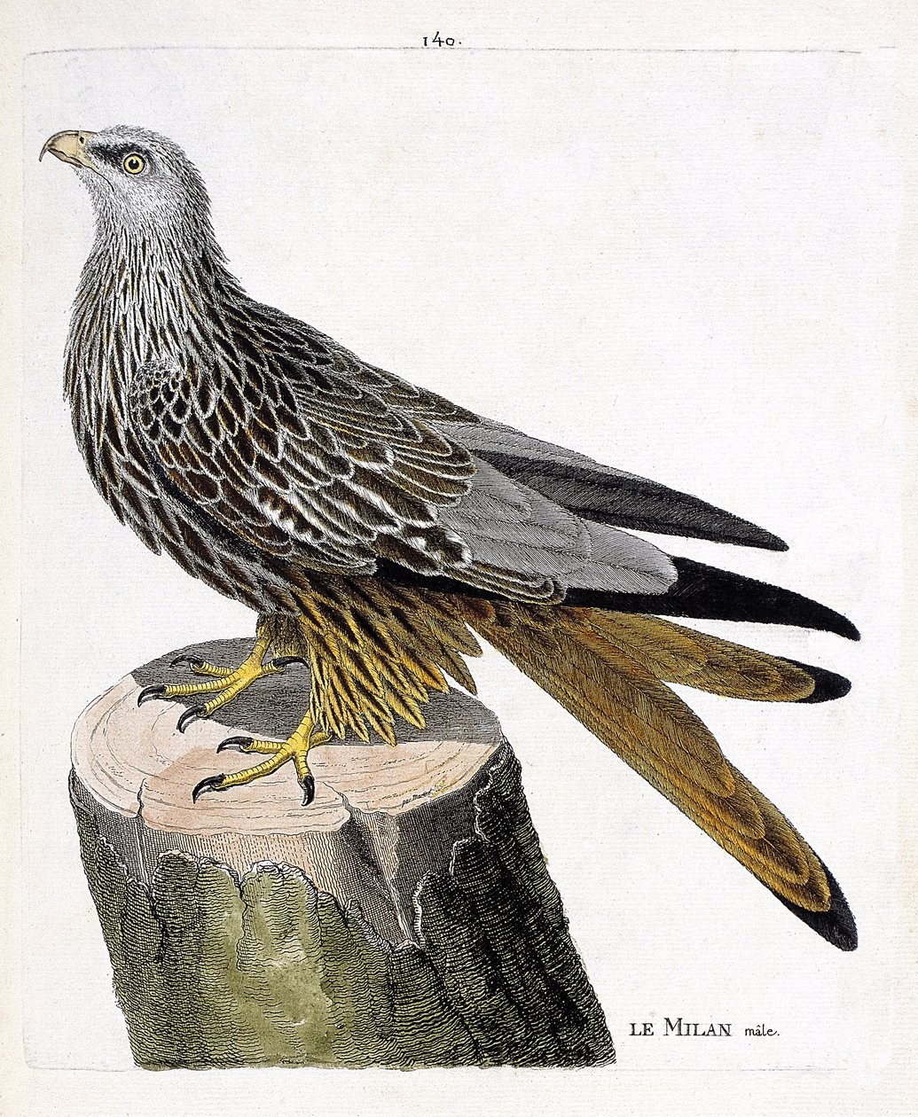 Zoologická mapa (ornitologie): samec Milan (královský nebo milvus milvus). Ilustrace v „Dějiny ptáků, malované v jejich vzhledu a citlivých aspektech“ od Francoise Nicolase Martineta (1731-1800). Soukromá sbírka. od Francois Nicolas Martinet