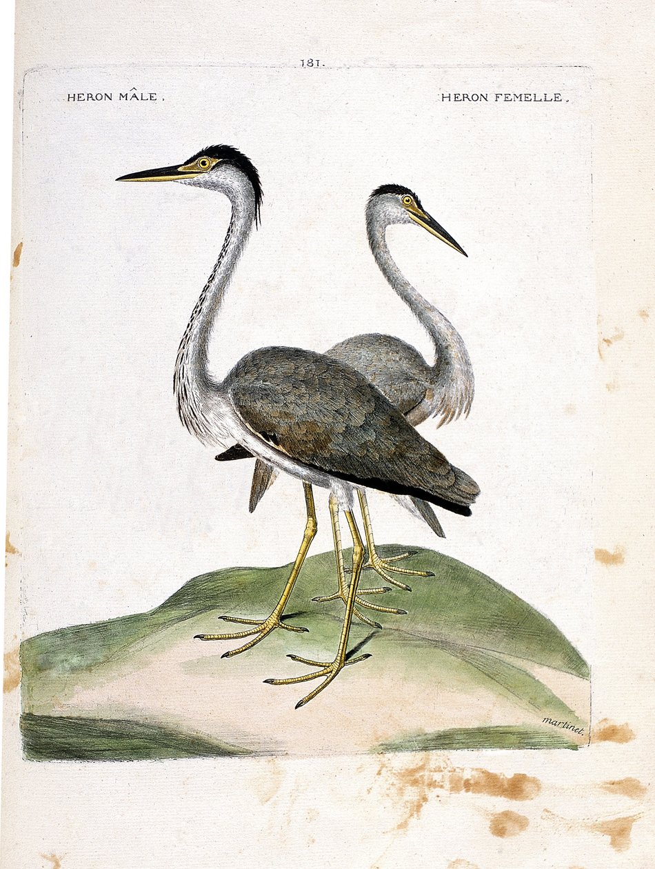 Zoologická mapa (ornitologie): samec a samice volavky (volavka popelavá nebo ardea cinerea). Ilustrace v „Dějiny ptáků, malované v jejich vzhledu a citlivých aspektech“ od Francoise Nicolase Martineta (1731-1800). Soukromá sbírka. od Francois Nicolas Martinet