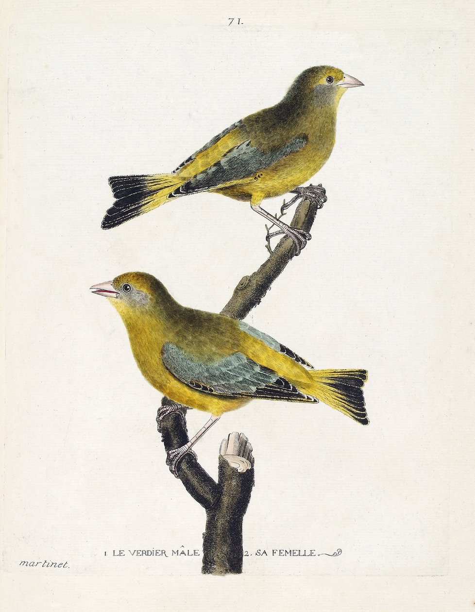 Zoologická mapa (ornitologie): samec a samice Verdier (Evropan nebo carduelis chloris) na větvi. Ilustrace v „Dějiny ptáků, malované v jejich vzhledu a citlivých aspektech“ od Francoise Nicolase Martineta (1731-1800). Soukromá kol od Francois Nicolas Martinet