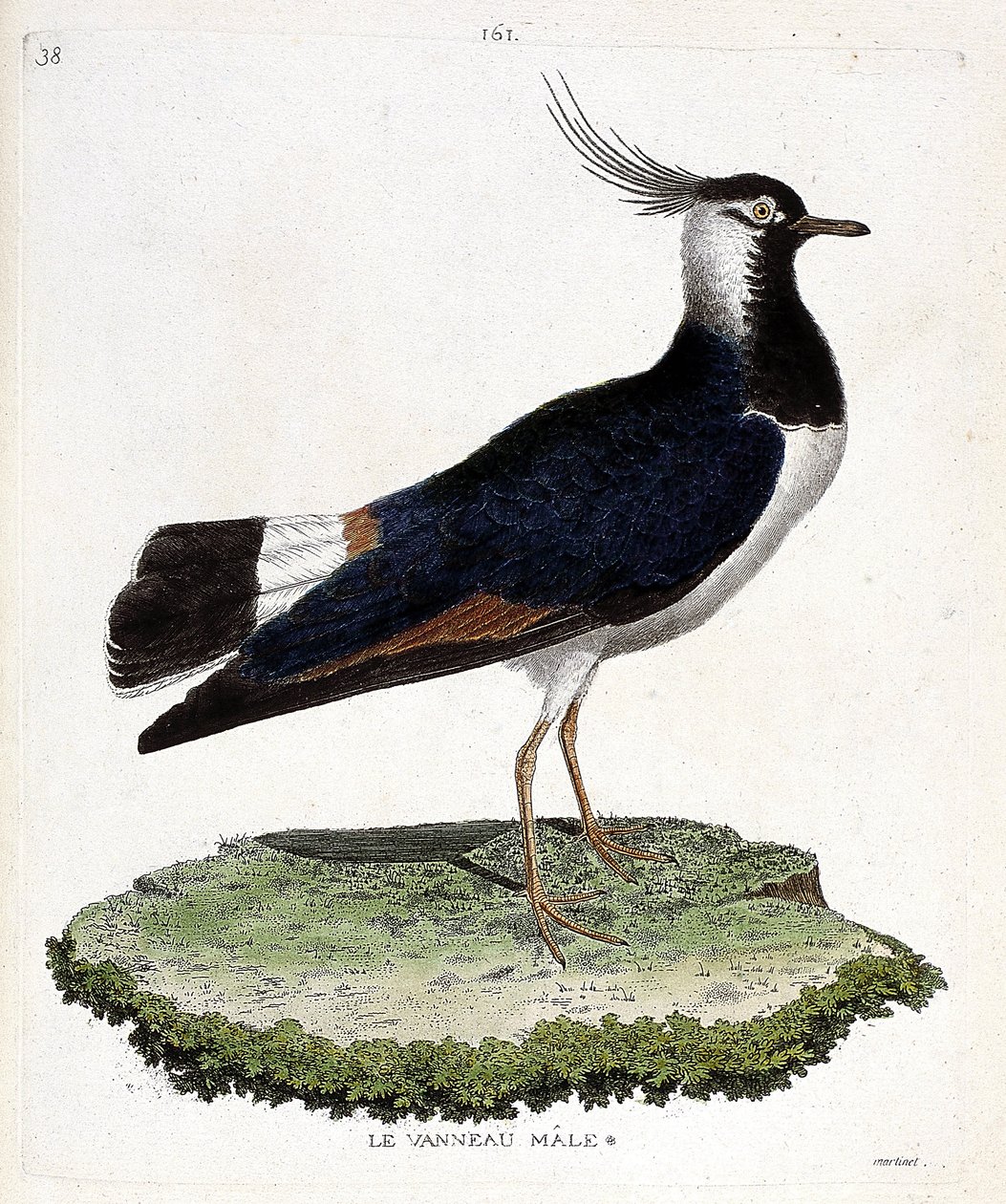 Zoologická mapa (ornitologie): samec jehněčího (looped nebo vanellus vanellus). Ilustrace v „Dějiny ptáků, malované v jejich vzhledu a citlivých aspektech“ od Francoise Nicolase Martineta (1731-1800). Soukromá sbírka. od Francois Nicolas Martinet