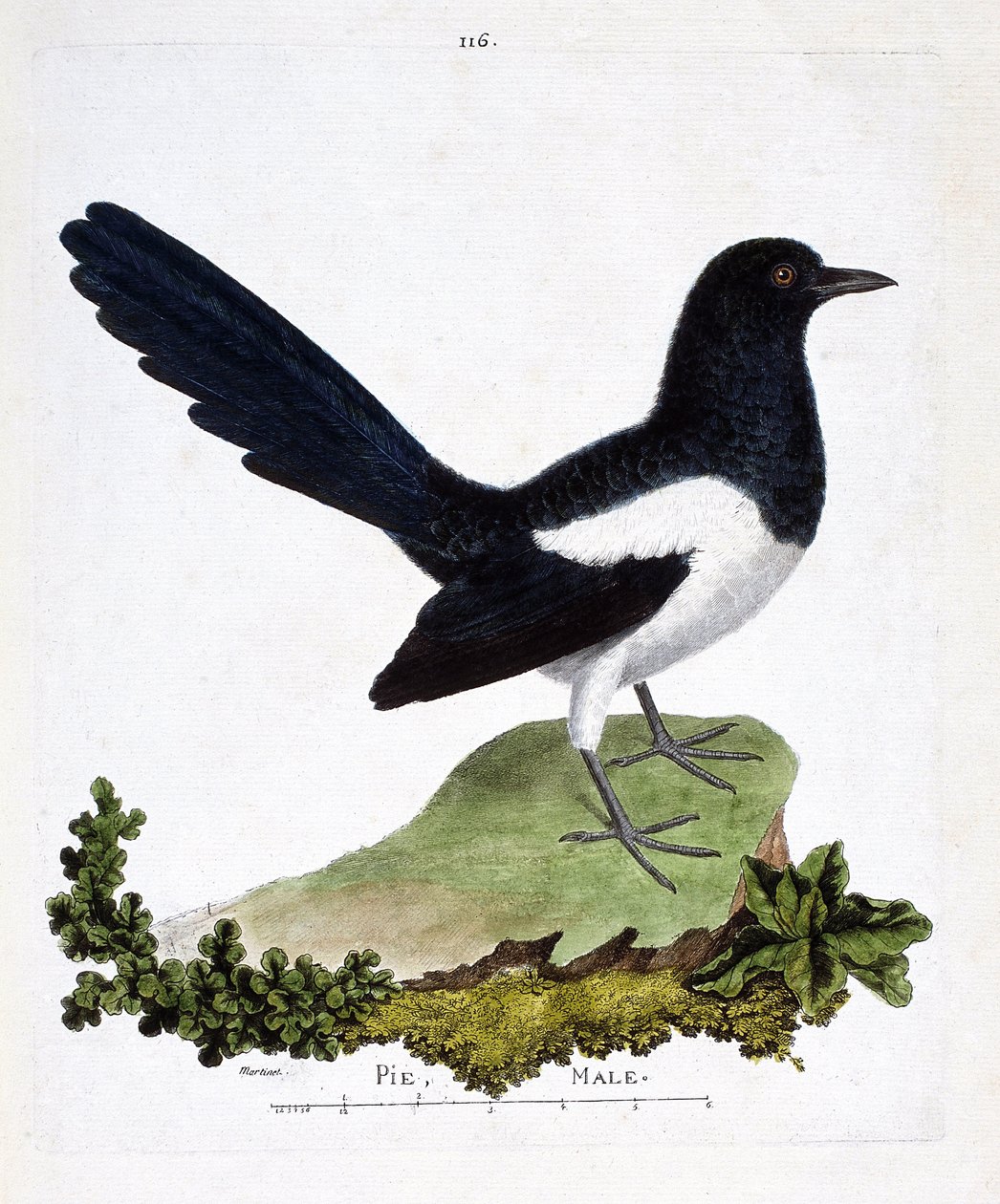 Zoologická mapa (ornitologie): samec straky nebo upovídaný koláč (pica pica). Ilustrace v „Dějiny ptáků, malované v jejich vzhledu a citlivých aspektech“ od Francoise Nicolase Martineta (1731-1800). Soukromá sbírka. od Francois Nicolas Martinet