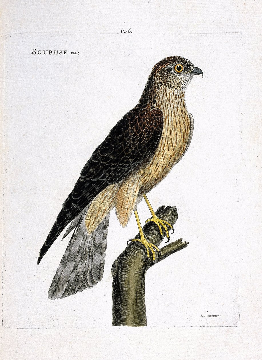 Zoologická mapa (ornitologie): samec subuse (busard saint martin nebo circus cyaneus) na větvi. Ilustrace v „Dějiny ptáků, malované v jejich vzhledu a citlivých aspektech“ od Francoise Nicolase Martineta (1731-1800). Soukromá sbírka. od Francois Nicolas Martinet