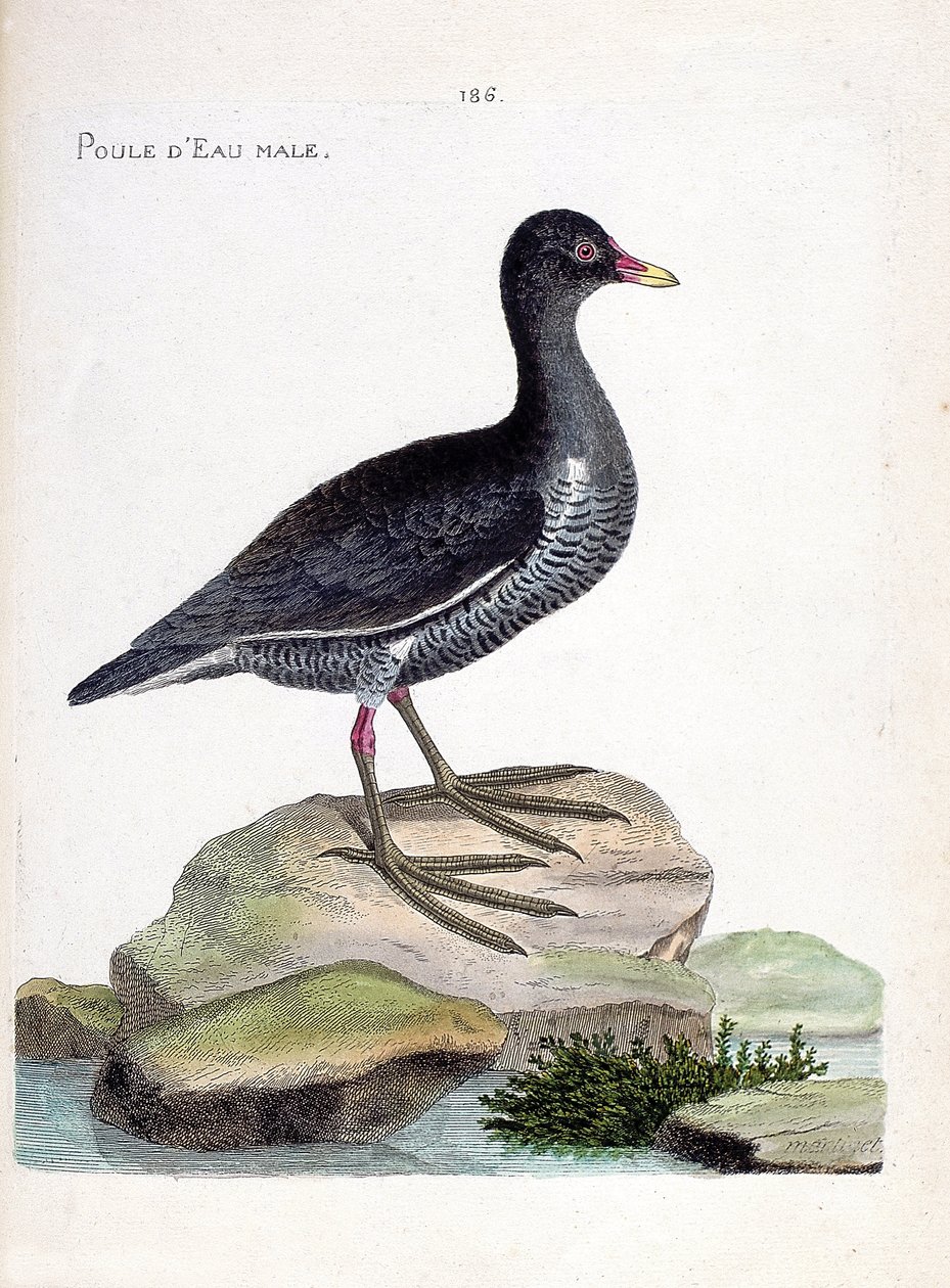 Zoologická mapa (ornitologie): samec vodníka (vodnice nebo gallinula chloropus). Ilustrace v „Dějiny ptáků, malované v jejich vzhledu a citlivých aspektech“ od Francoise Nicolase Martineta (1731-1800). Soukromá sbírka. od Francois Nicolas Martinet