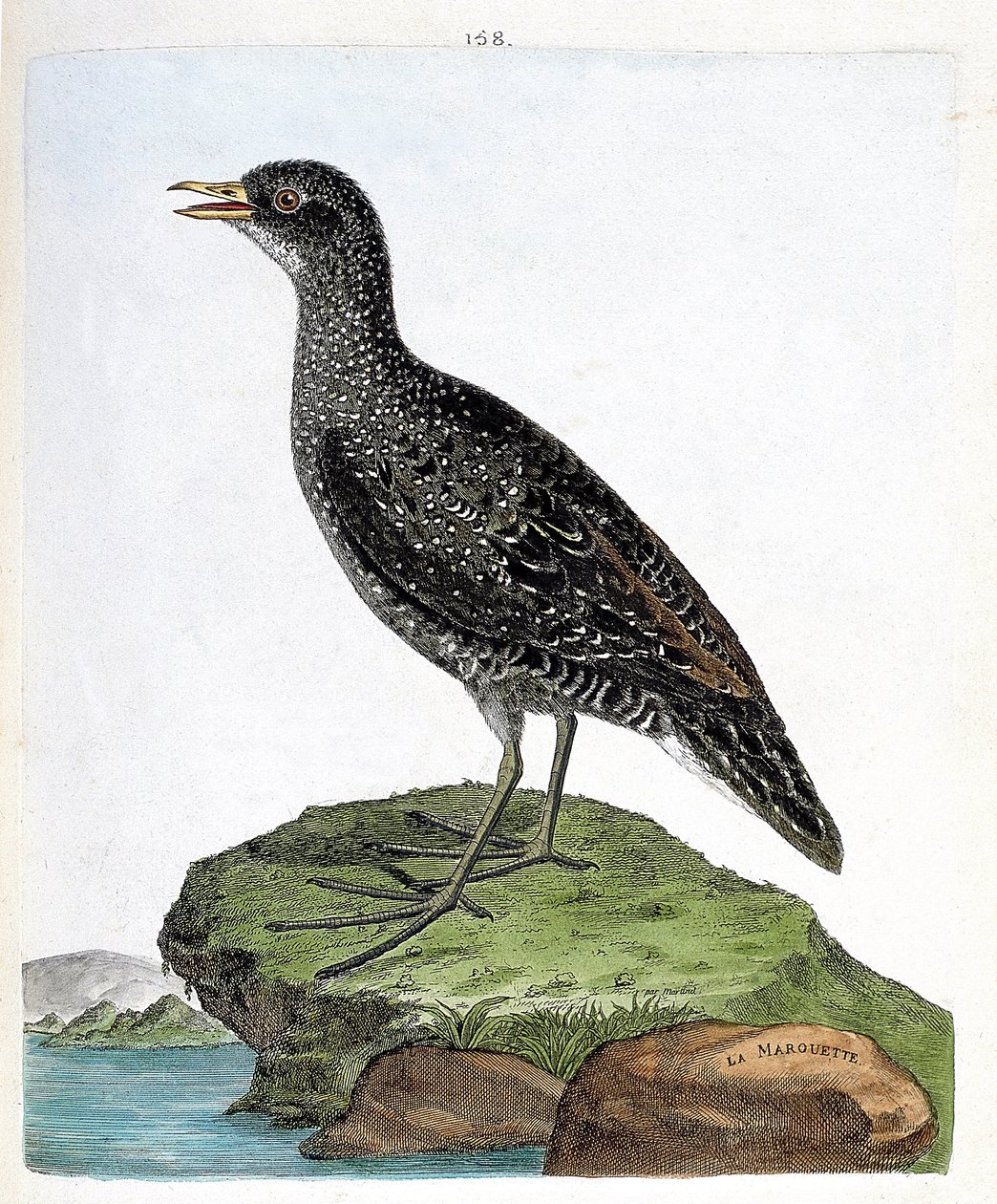 Zoologická mapa (ornitologie): marouette (marouette skvrnitá nebo porzana porzana). Ilustrace v „Dějiny ptáků, malované v jejich vzhledu a citlivých aspektech“ od Francoise Nicolase Martineta (1731-1800). Soukromá sbírka. od Francois Nicolas Martinet