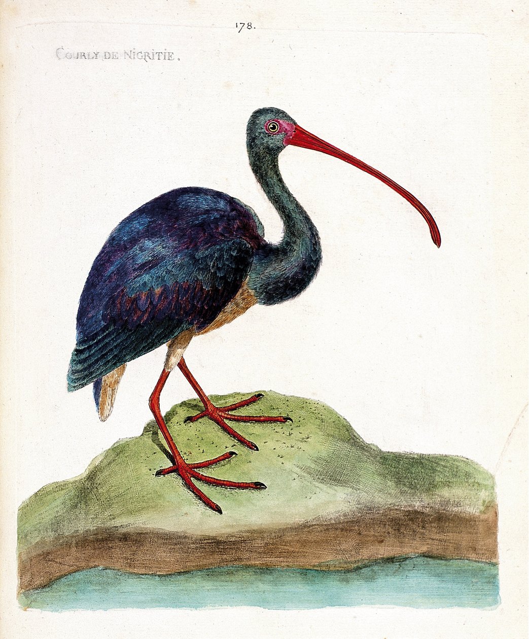 Zoologická mapa (ornitologie): hnědásek obecný (ibis falcinelle nebo plegadis falcinellus). Ilustrace v „Dějiny ptáků, malované v jejich vzhledu a citlivých aspektech“ od Francoise Nicolase Martineta (1731-1800). Soukromá sbírka. od Francois Nicolas Martinet
