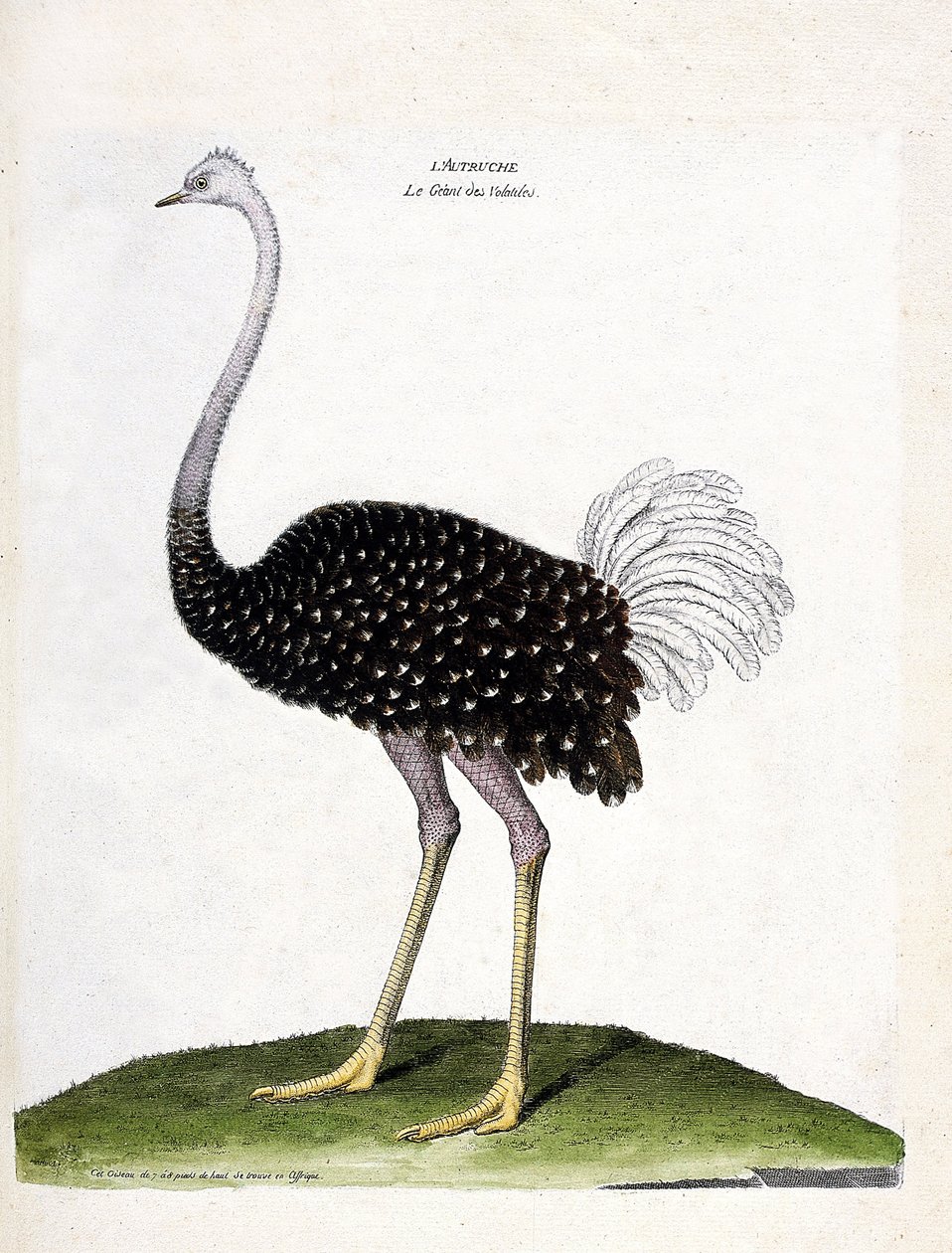 Zoologická mapa (ornitologie): pštros (struthio camelus). Ilustrace v „Dějiny ptáků, malované v jejich vzhledu a citlivých aspektech“ od Francoise Nicolase Martineta (1731-1800). Soukromá sbírka. od Francois Nicolas Martinet