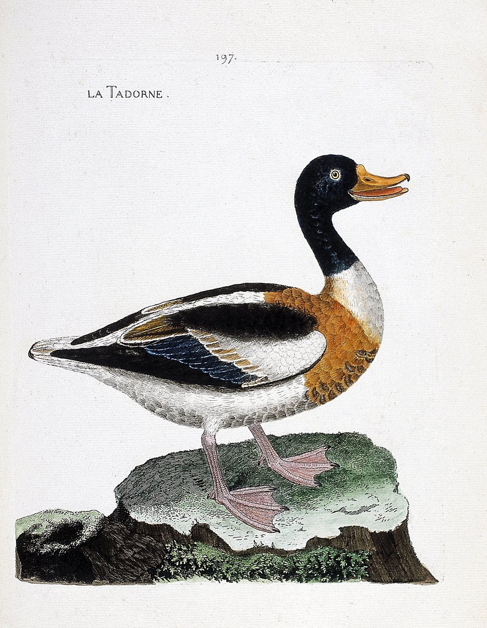 Zoologická mapa (ornitologie): tadorne (tadorne de belon nebo tadorna tadorna). Ilustrace v „Dějiny ptáků, malované v jejich vzhledu a citlivých aspektech“ od Francoise Nicolase Martineta (1731-1800). Soukromá sbírka. od Francois Nicolas Martinet