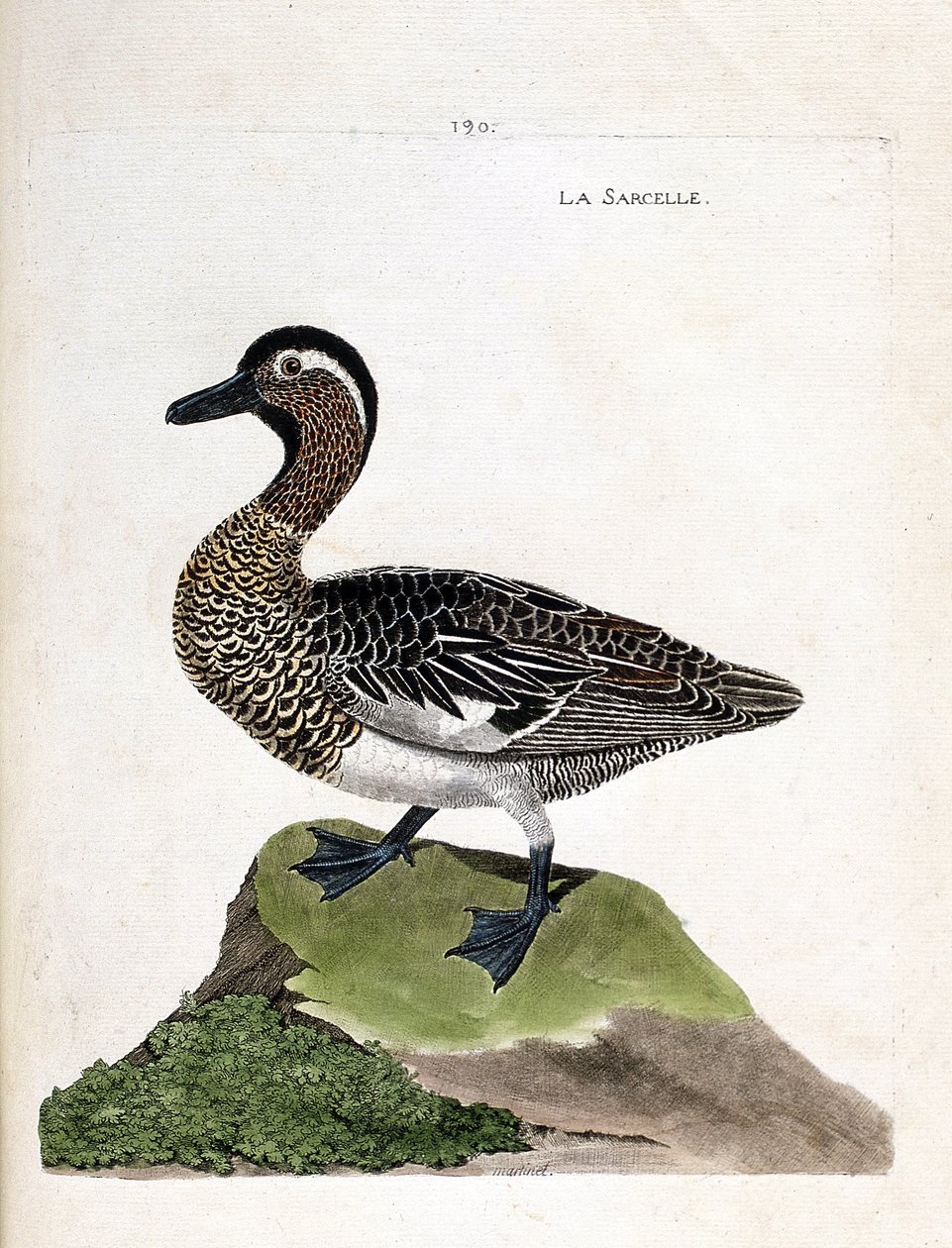 Zoologická mapa (ornitologie): čírka zelenomodrá (čírka letní nebo anas querquedula). Ilustrace v „Dějiny ptáků, malované v jejich vzhledu a citlivých aspektech“ od Francoise Nicolase Martineta (1731-1800). Soukromá sbírka. od Francois Nicolas Martinet