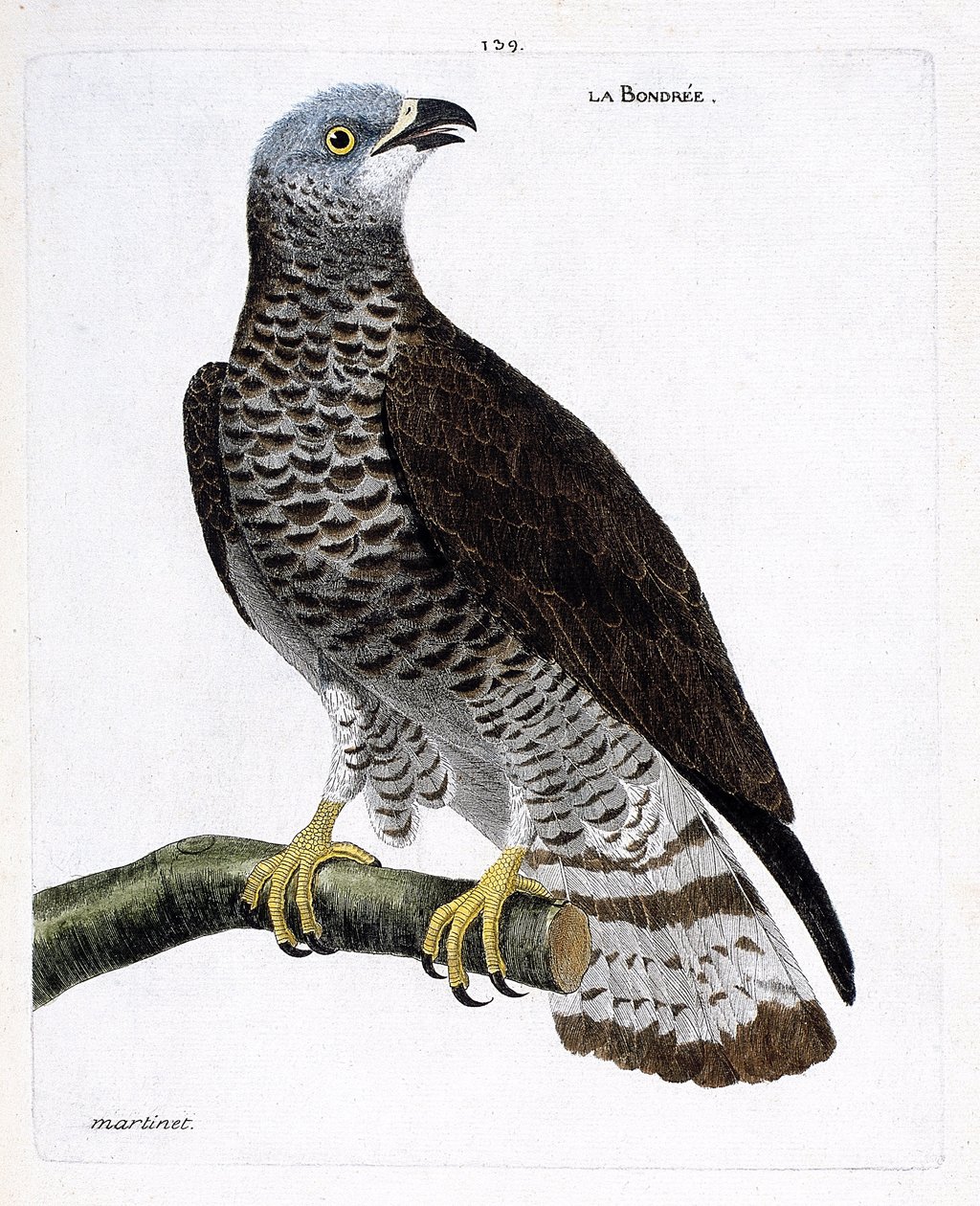 Zoologická mapa (ornitologie): bondree (azoživec bondree nebo pernis apivorus) na větvi. Ilustrace v „Dějiny ptáků, malované v jejich vzhledu a citlivých aspektech“ od Francoise Nicolase Martineta (1731-1800). Soukromá sbírka. od Francois Nicolas Martinet